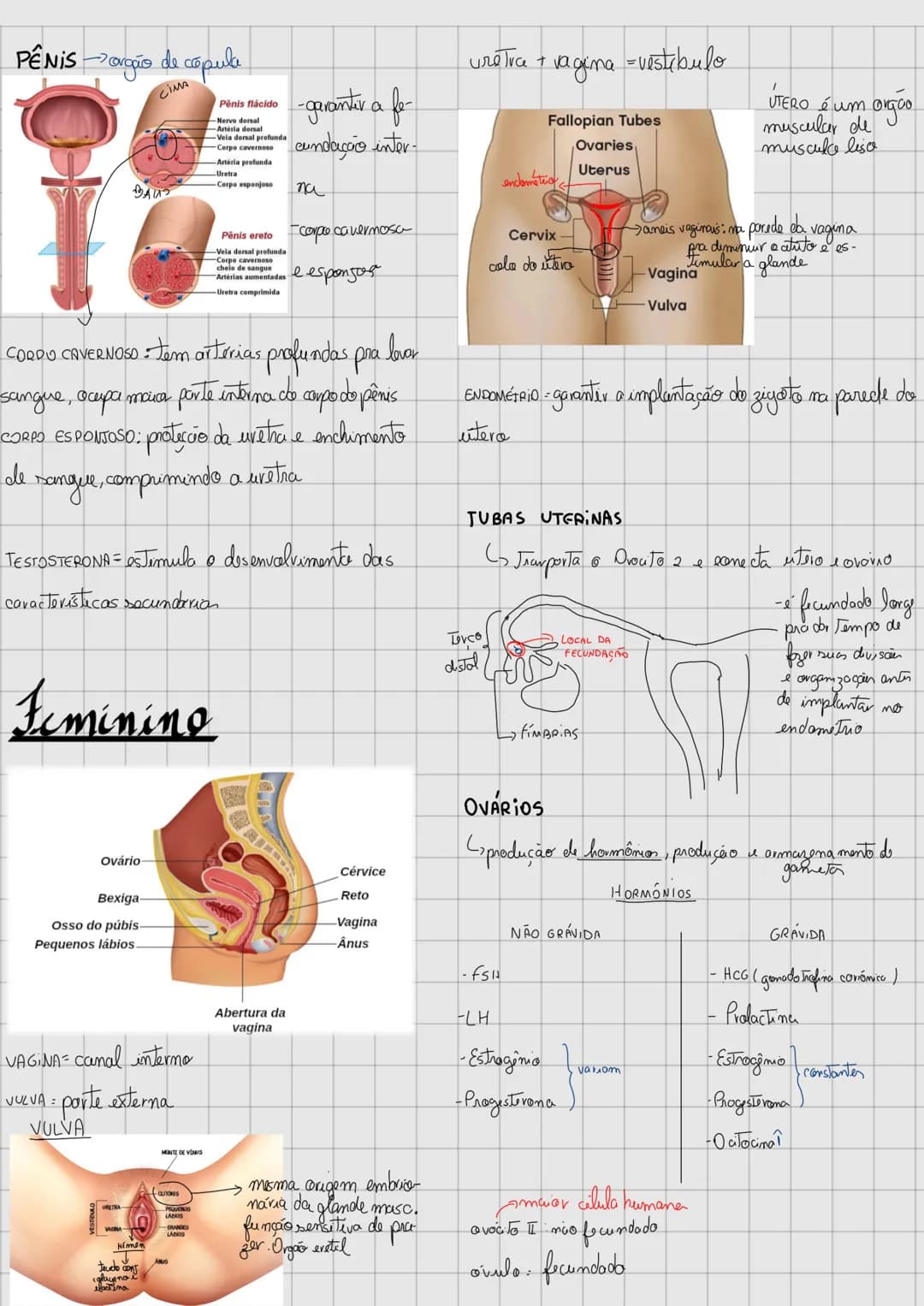 # SISTEMATOR
REPRODUTOR
Clorac. saucas sec -apure-
cem na peiberdade
# Masculino
Reto
Anatomia reprodutiva masculina
Duto deferente
Ve