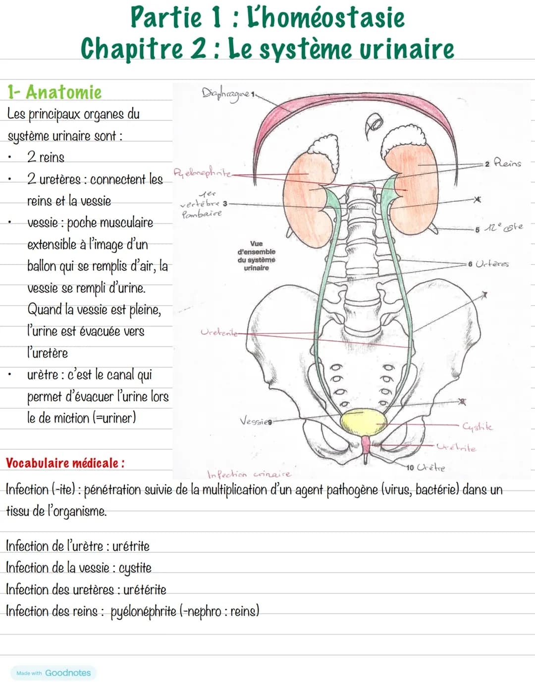 # Partie 1: L'homéostasie
## Chapitre 2: Le système urinaire
1- Anatomie
Les principaux organes du
système urinaire sont :
- 2 reins
- 2 ur