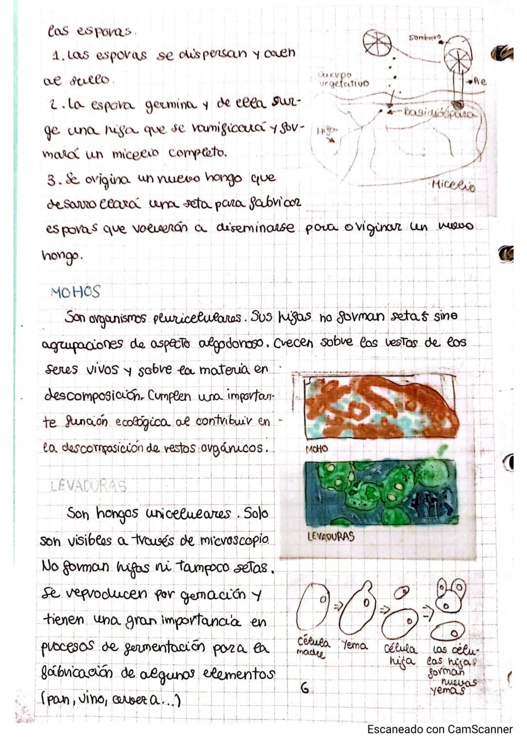 CARCHIVO
# Tema 2.4y2.5
LOS ORGANISMOS MÁS SENCILLOS Y EL PAPEL DE LOS MICROORGANISMOS
¿cómo son eas bacterias?
Las bacterias son eos orga
