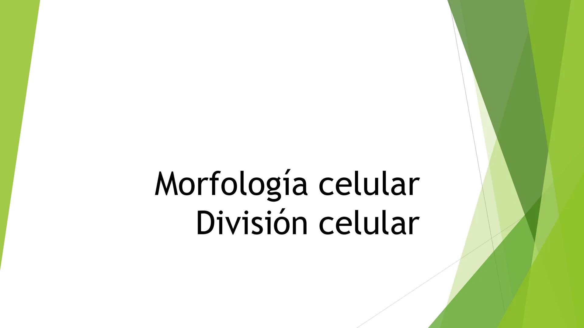 # Morfología celular
# División celular # CÉLULA
Las células son las unidades estructurales y funcionales básicas de todos los
organismos