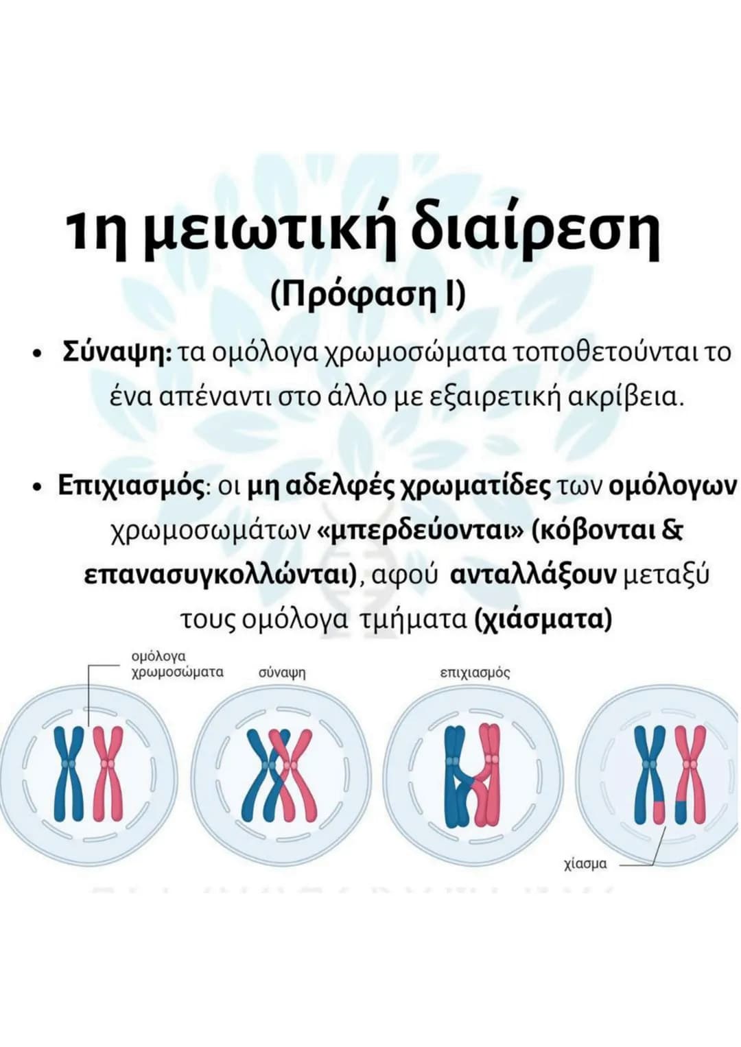 # Μείωση
* γίνεται σε μια ειδική κατηγορία διπλοειδών
κυττάρων (άωρα γεννητικά κύτταρα).
* μετά τον αυτοδιπλασιασμό του DNA γίνονται δύ