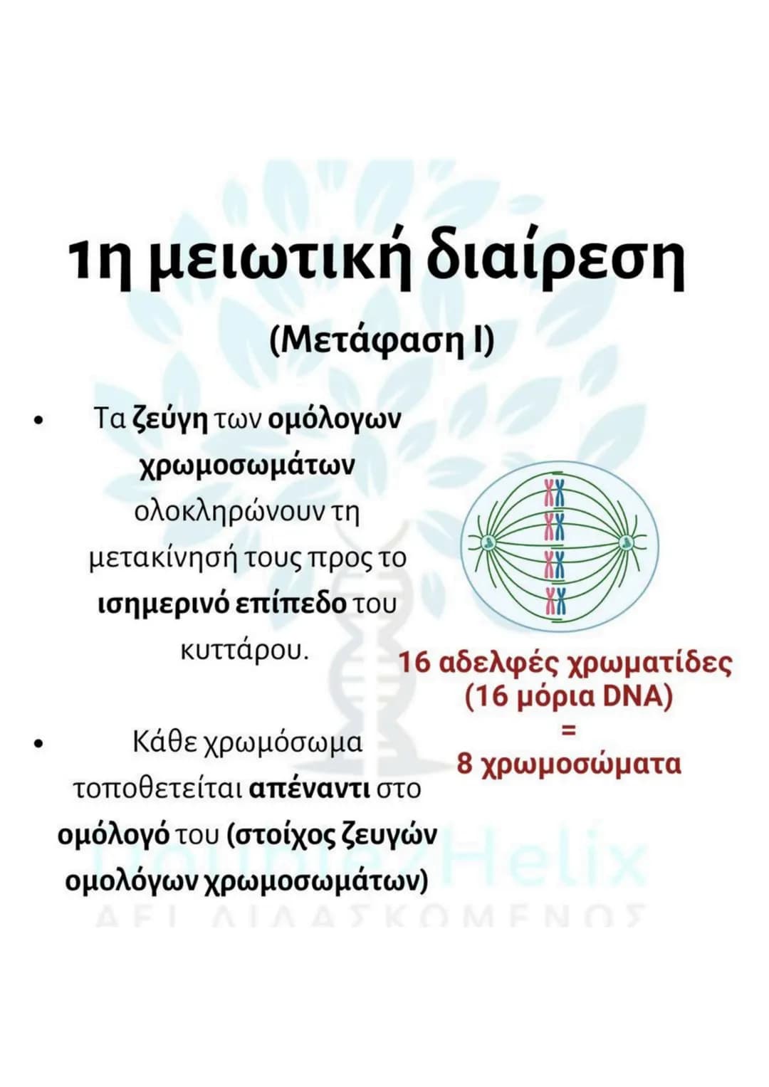 # Μείωση
* γίνεται σε μια ειδική κατηγορία διπλοειδών
κυττάρων (άωρα γεννητικά κύτταρα).
* μετά τον αυτοδιπλασιασμό του DNA γίνονται δύ