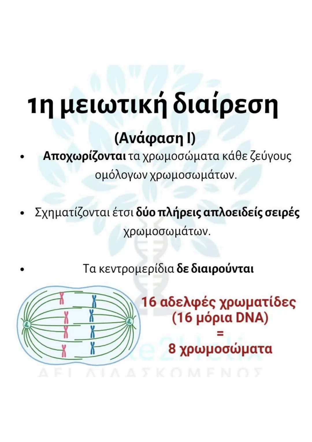 # Μείωση
* γίνεται σε μια ειδική κατηγορία διπλοειδών
κυττάρων (άωρα γεννητικά κύτταρα).
* μετά τον αυτοδιπλασιασμό του DNA γίνονται δύ