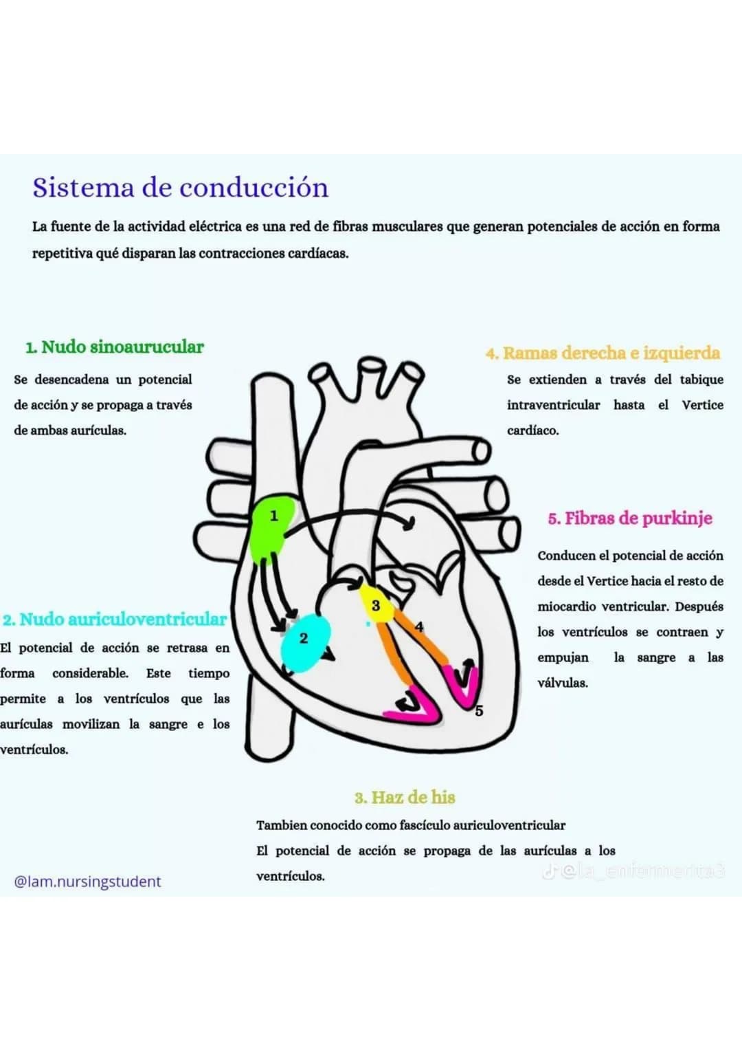 ENFERMERÍA
@au.lizeth # EI CORAZÓN
EL CORAZÓN ES UN ÓRGANO DEL TAMAÑO APROXIMADO DE
UN PUÑO.
ESTÁ COMPUESTO DE TEJIDO MUSCULAR Y BOMBEA
SA