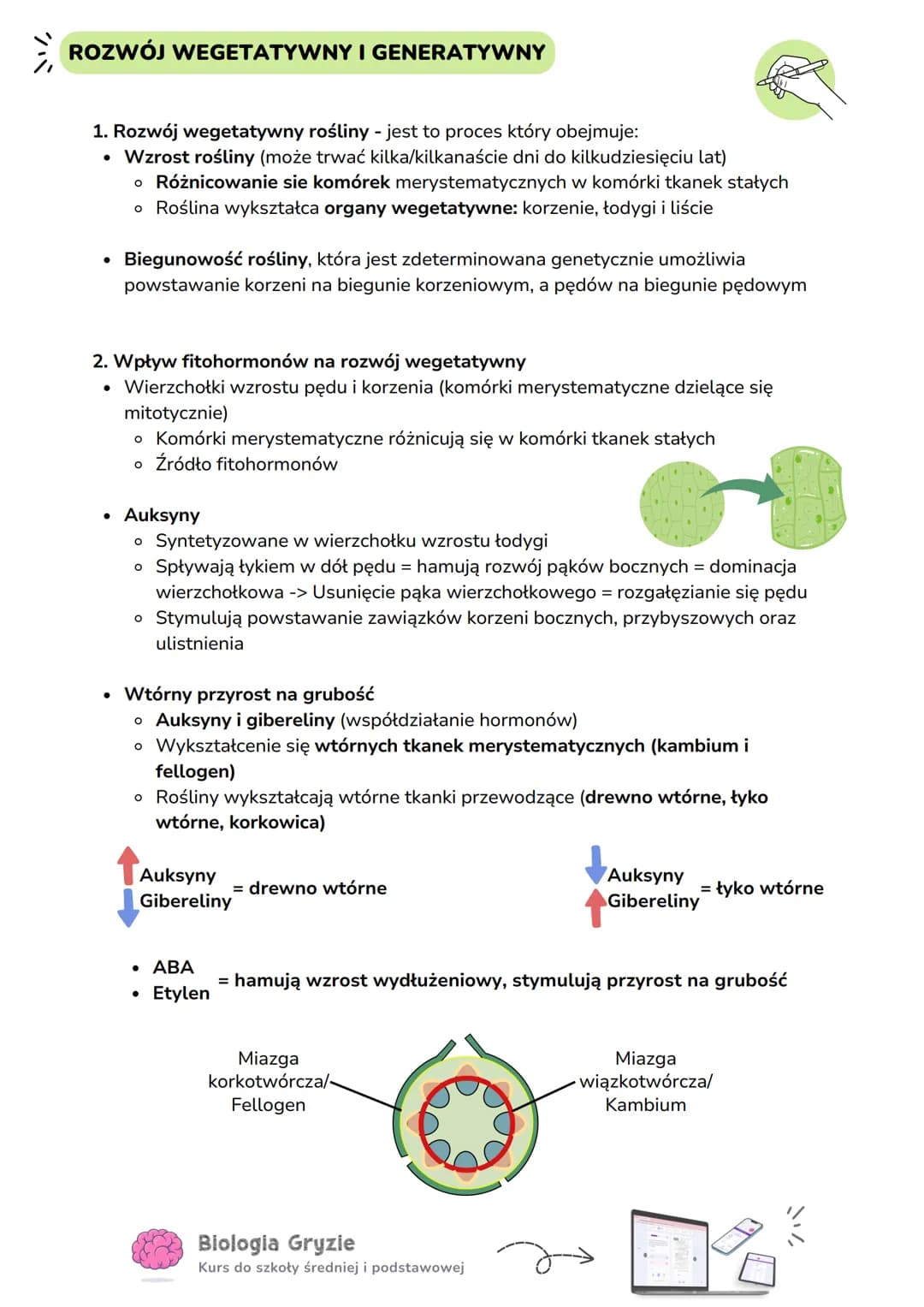 # ROZWÓJ WEGETATYWNY I GENERATYWNY
1. Rozwój wegetatywny rośliny - jest to proces który obejmuje:
* Wzrost rośliny (może trwać kilka/kilka