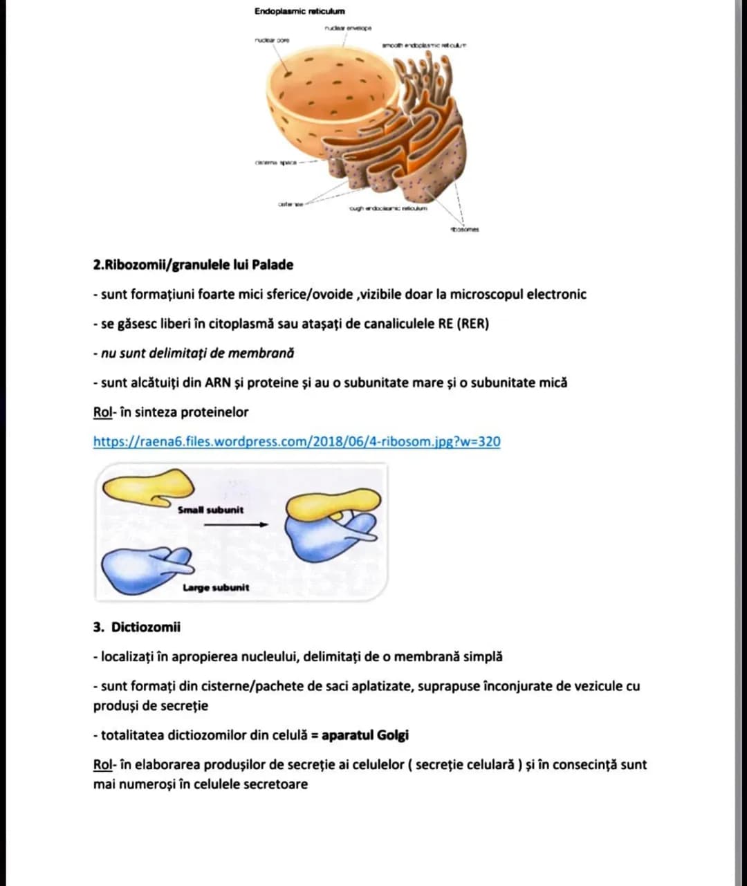 # CITOPLASMA
= masa celulară cuprinsă între plasmalemă şi nucleu
- este formată din:
- partea nestructurată=citoplasma fundamentală/hial