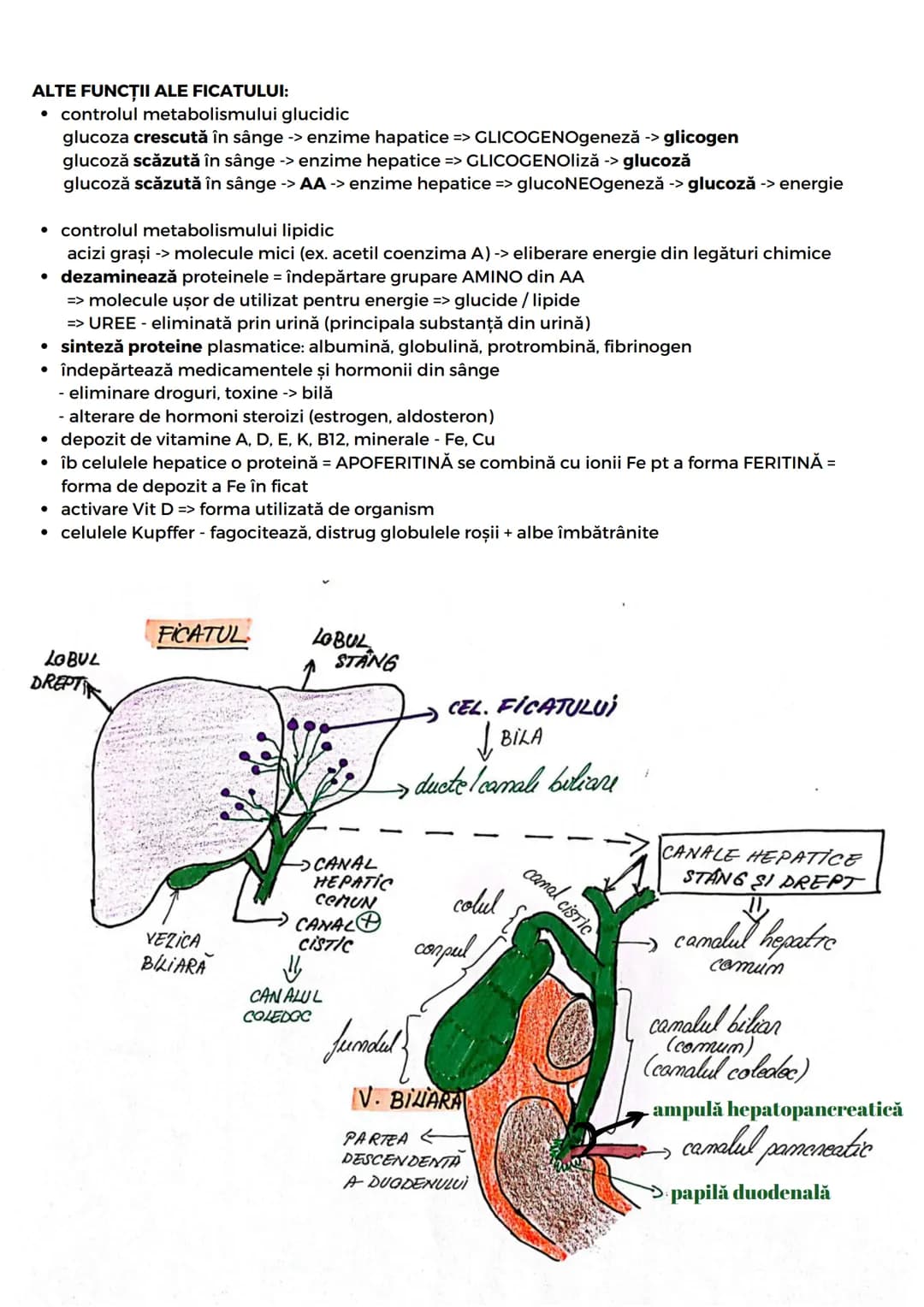 # SIST. DIGESTIV
Are 2 FUNCŢII:
- descompunerea moleculelor mari din alimente în molecule mici
- absorbție molecule mici, minerale, apă
For