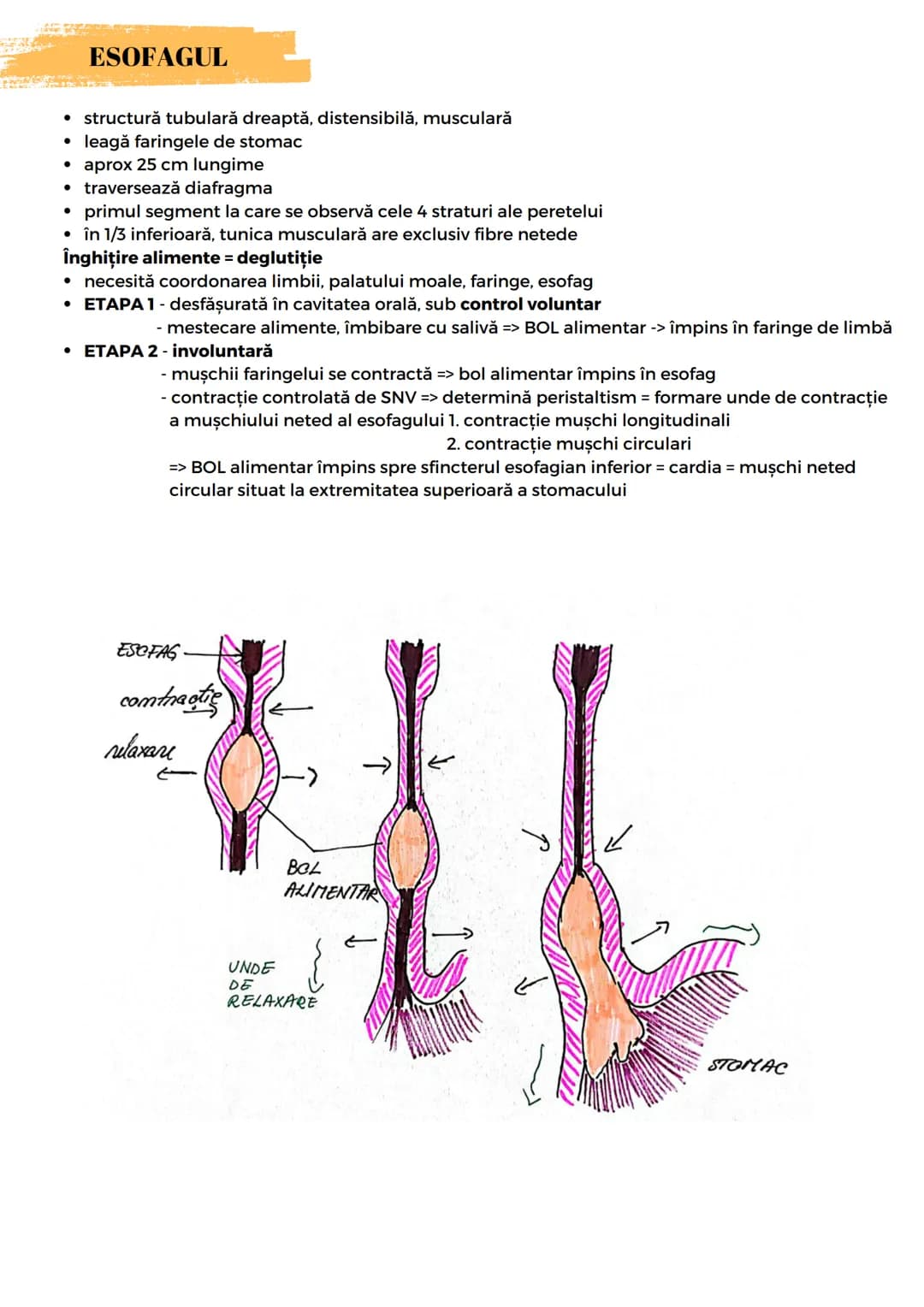 # SIST. DIGESTIV
Are 2 FUNCŢII:
- descompunerea moleculelor mari din alimente în molecule mici
- absorbție molecule mici, minerale, apă
For