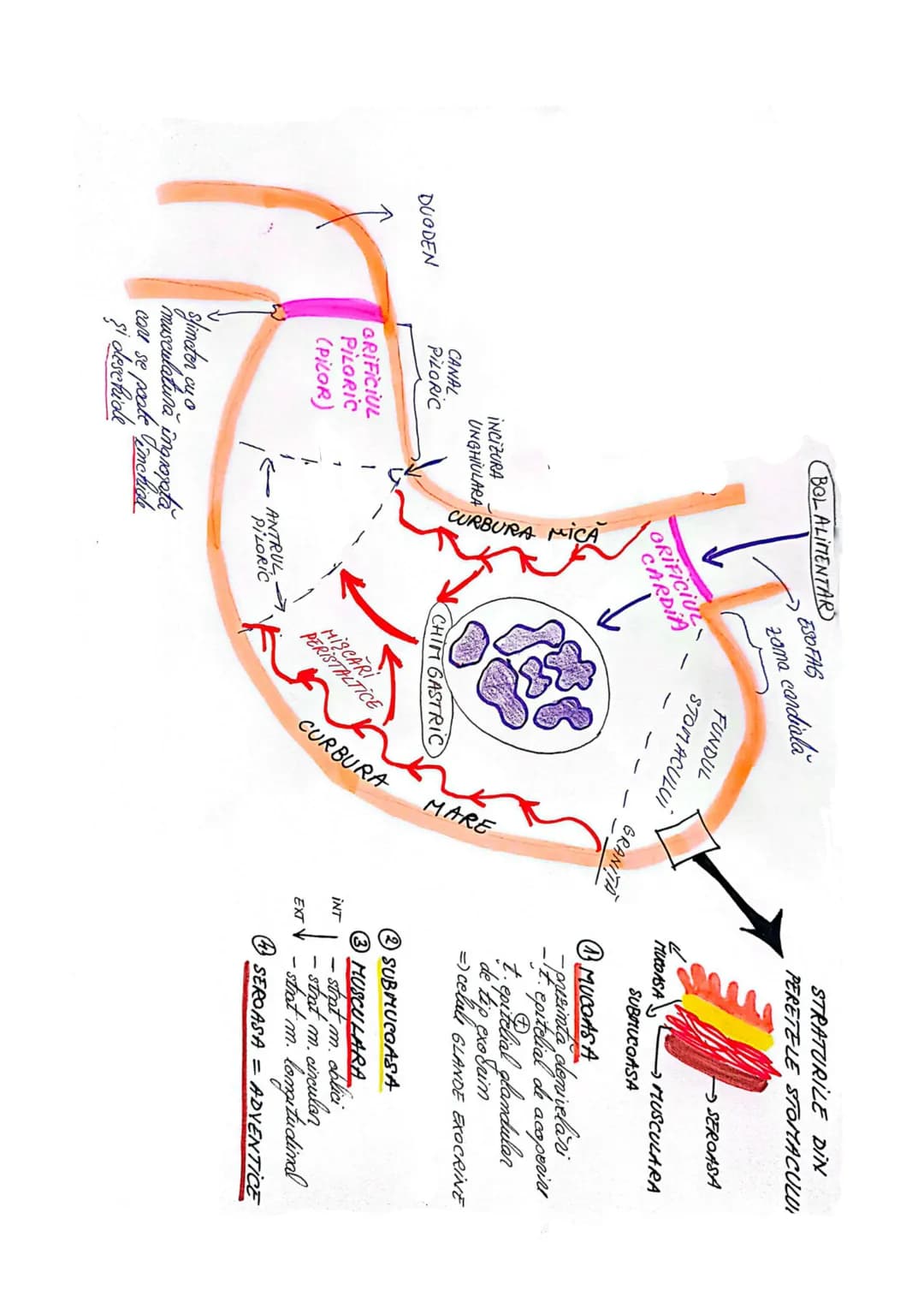 # SIST. DIGESTIV
Are 2 FUNCŢII:
- descompunerea moleculelor mari din alimente în molecule mici
- absorbție molecule mici, minerale, apă
For