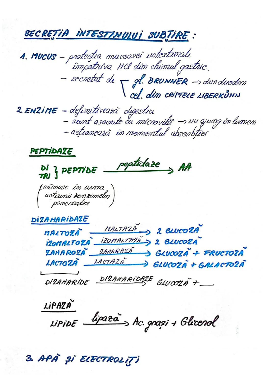 # SIST. DIGESTIV
Are 2 FUNCŢII:
- descompunerea moleculelor mari din alimente în molecule mici
- absorbție molecule mici, minerale, apă
For