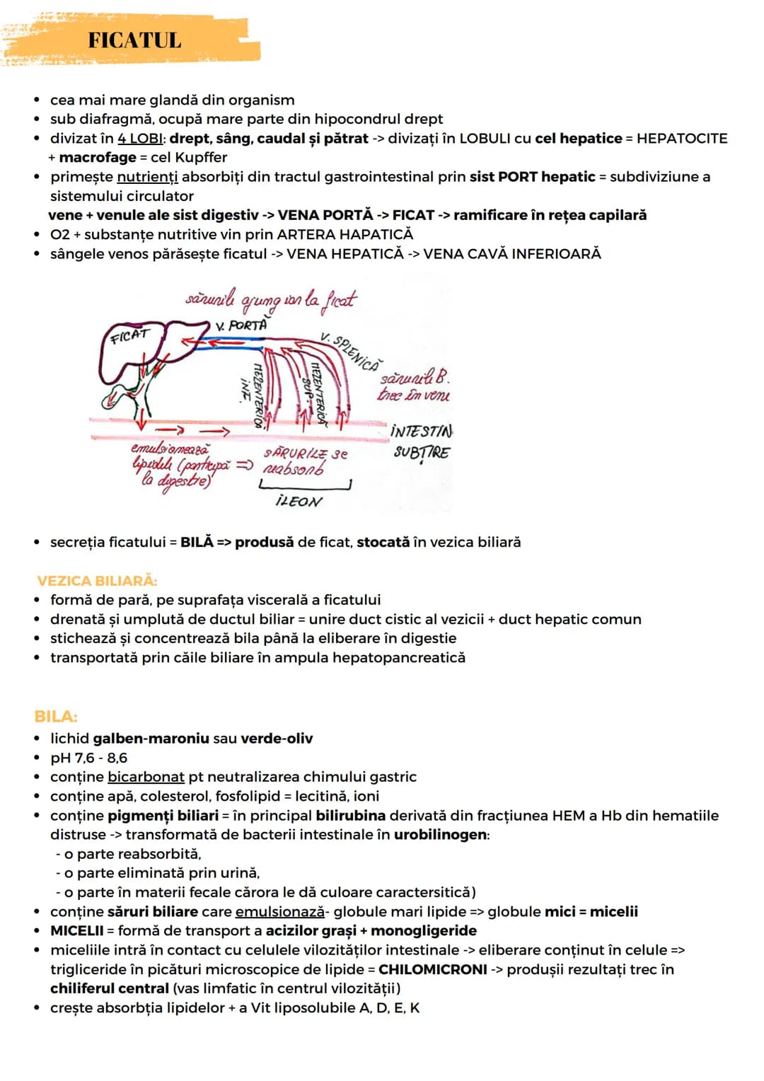 # SIST. DIGESTIV
Are 2 FUNCŢII:
- descompunerea moleculelor mari din alimente în molecule mici
- absorbție molecule mici, minerale, apă
For