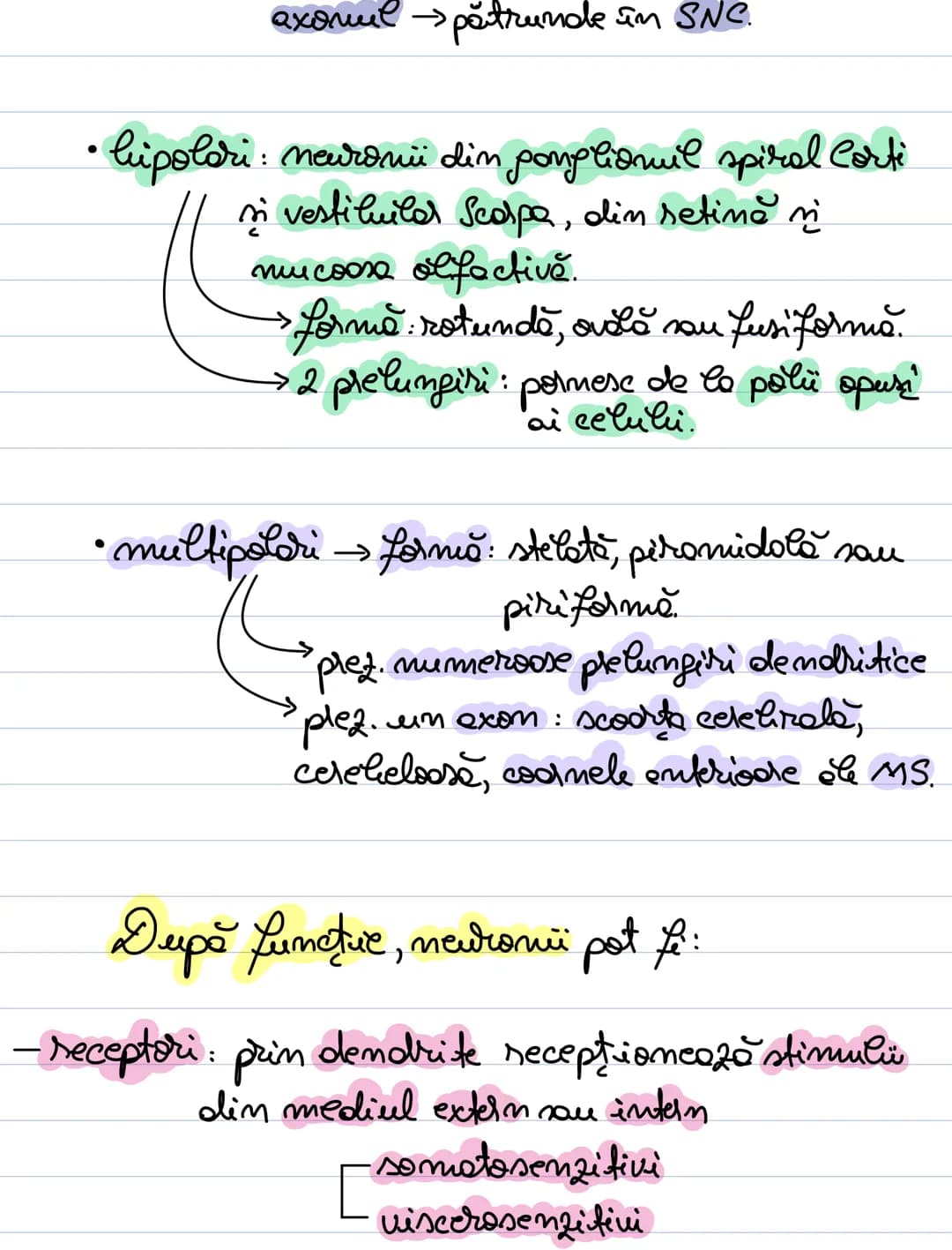 A. Neuronul
= unitate morfofuncţională a SN.
- forma = variabilă: - stelata (coarnele anterioare)
MS
sferică sau ovalară (în gan-
piramida