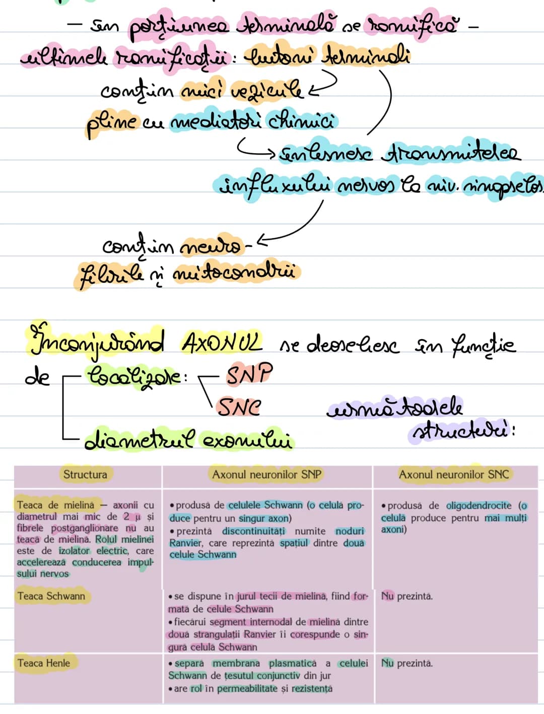 A. Neuronul
= unitate morfofuncţională a SN.
- forma = variabilă: - stelata (coarnele anterioare)
MS
sferică sau ovalară (în gan-
piramida