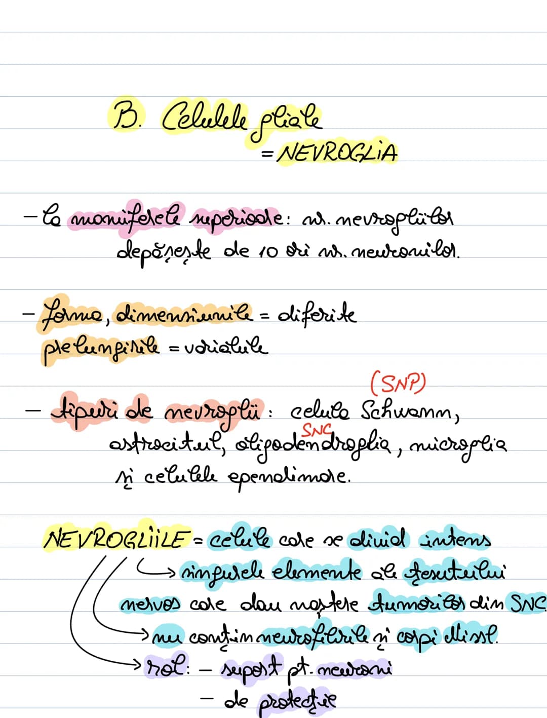 A. Neuronul
= unitate morfofuncţională a SN.
- forma = variabilă: - stelata (coarnele anterioare)
MS
sferică sau ovalară (în gan-
piramida
