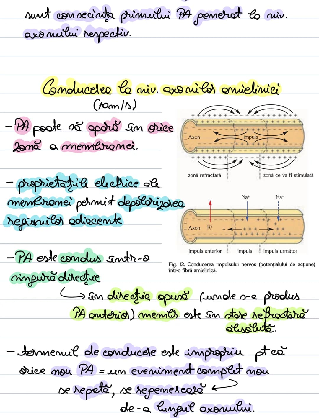 A. Neuronul
= unitate morfofuncţională a SN.
- forma = variabilă: - stelata (coarnele anterioare)
MS
sferică sau ovalară (în gan-
piramida