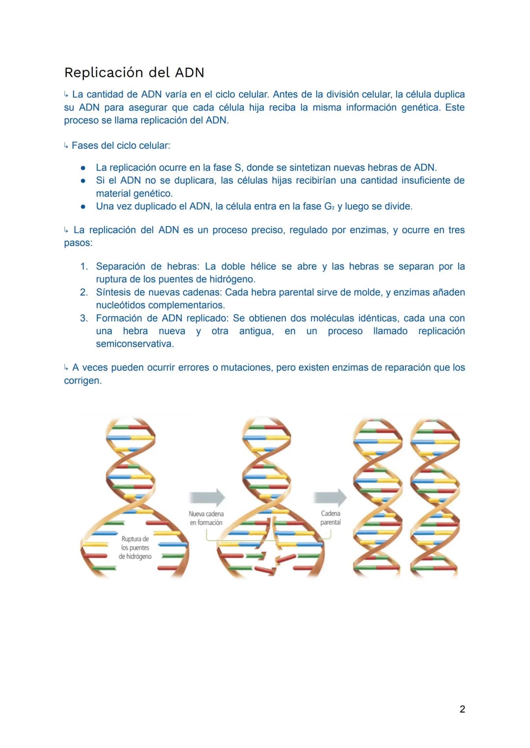 # ESTRUCTURA DEL ADN Y SU
REPLICACIÓN
Los ácidos nucléicos
- Almacenan y transmiten la información genética, y existen dos tipos: ADN (áci