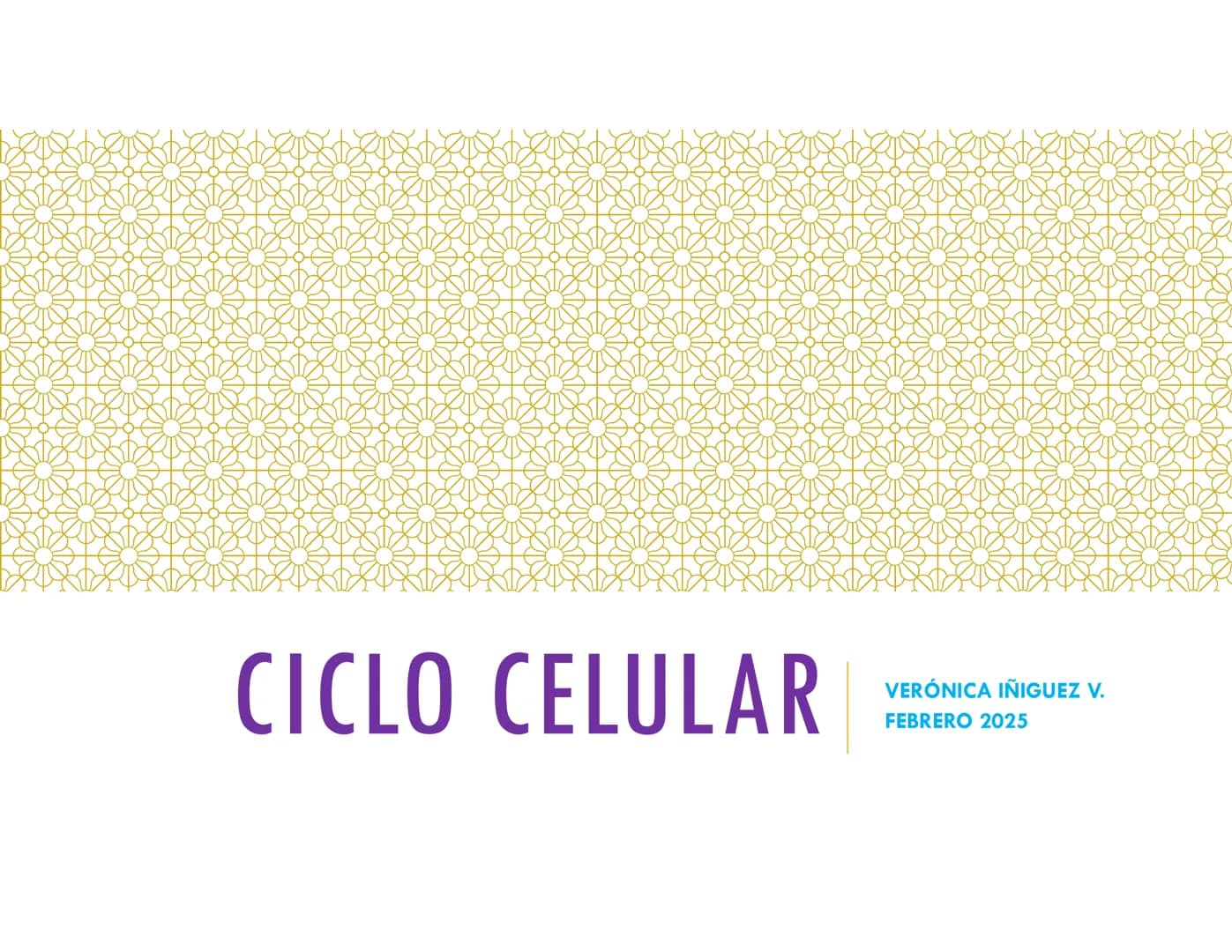 # CICLO CELULAR
VERÓNICA IÑIGUEZ V.
FEBRERO 2025 # CICLO CELULAR
El ciclo celular es la secuencia de actividades que ocurren de una divis