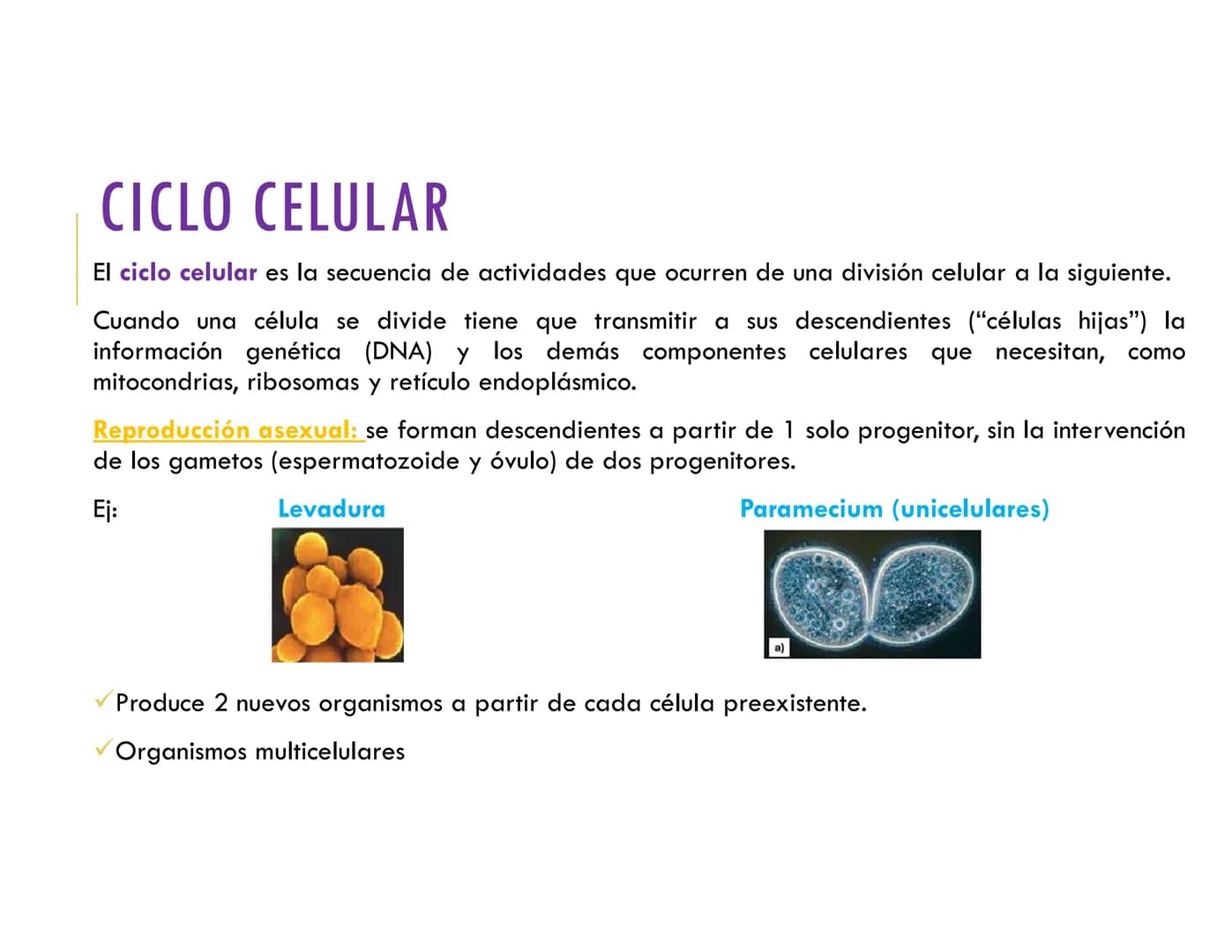 # CICLO CELULAR
VERÓNICA IÑIGUEZ V.
FEBRERO 2025 # CICLO CELULAR
El ciclo celular es la secuencia de actividades que ocurren de una divis