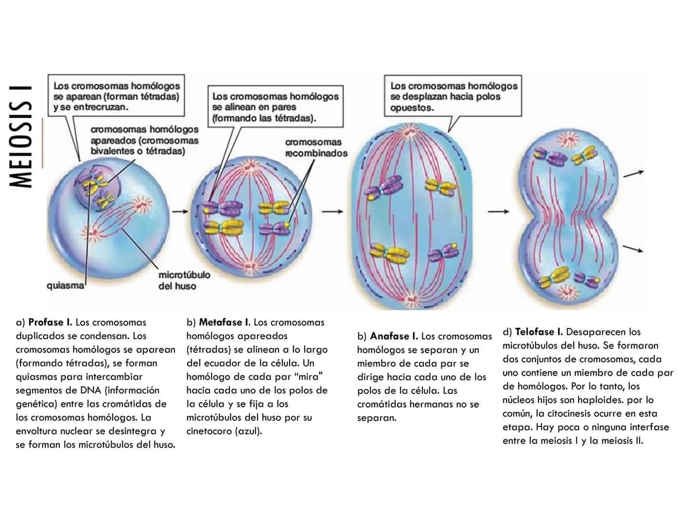# CICLO CELULAR PARTE 2
VERÓNICA IÑIGUEZ V.
Marzo 2025 # MUTACIONES DEL ADN, COMO ORIGEN DE LA VARIACIÓN
GENÉTICA
Mutaciones neutras o pe