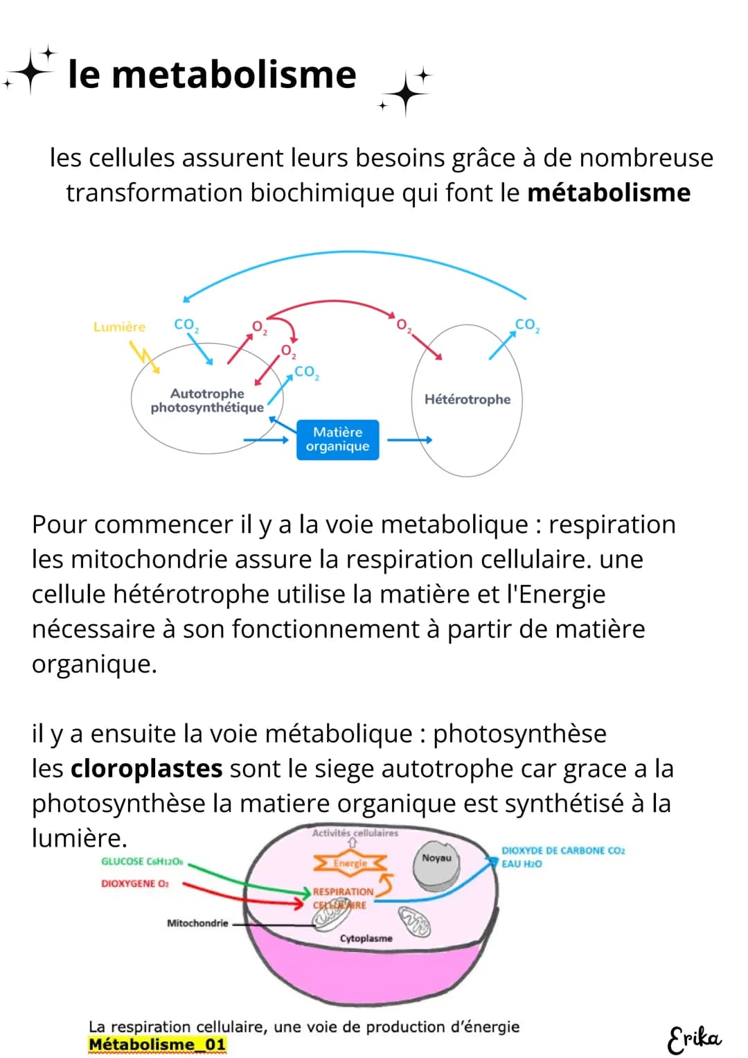 # SVT
Science & de la terre
spécialisation cellulaire, ADN, métabolisme
# L'echelle du vivant
Pour vivre, il faut que les etre vivant acco