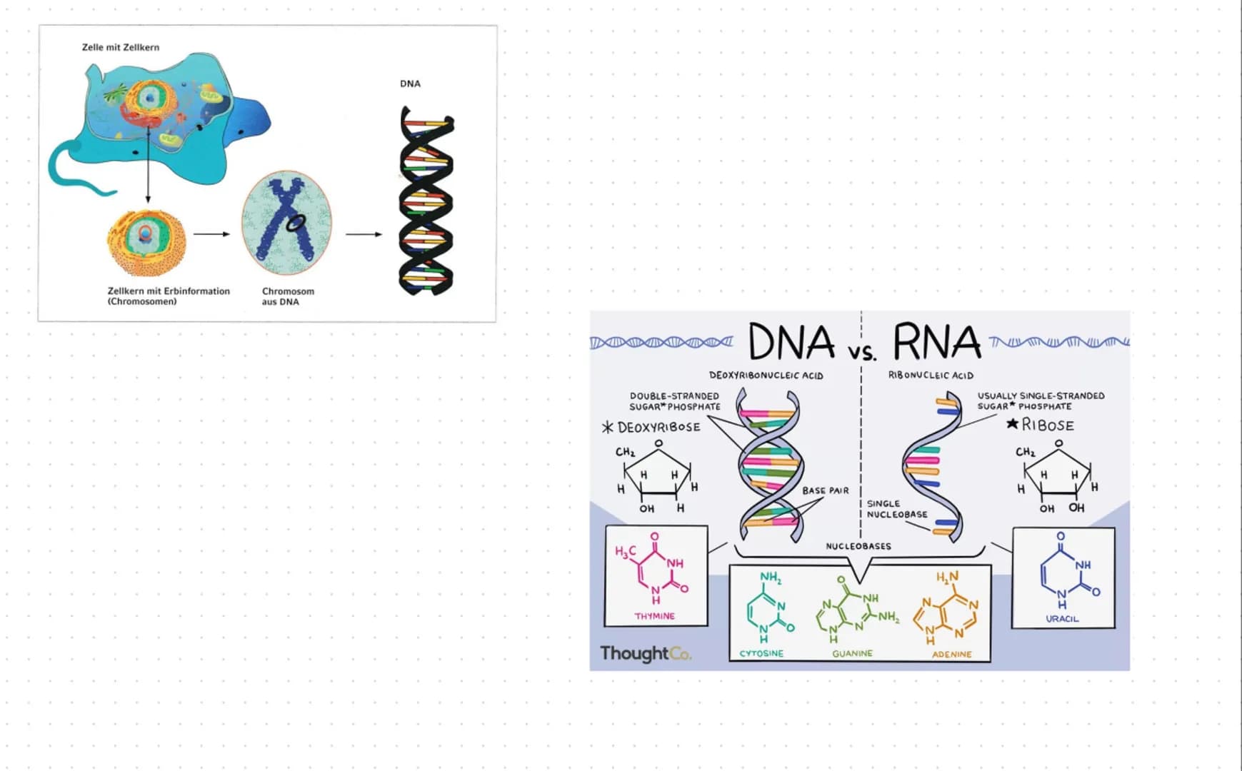# Inhaltsbereich QP 2 - Vielfalt des Lebens
2.1 Durch spezifische Basenabfolgen in der DNA werden Informationen für die Struktur von Protei
