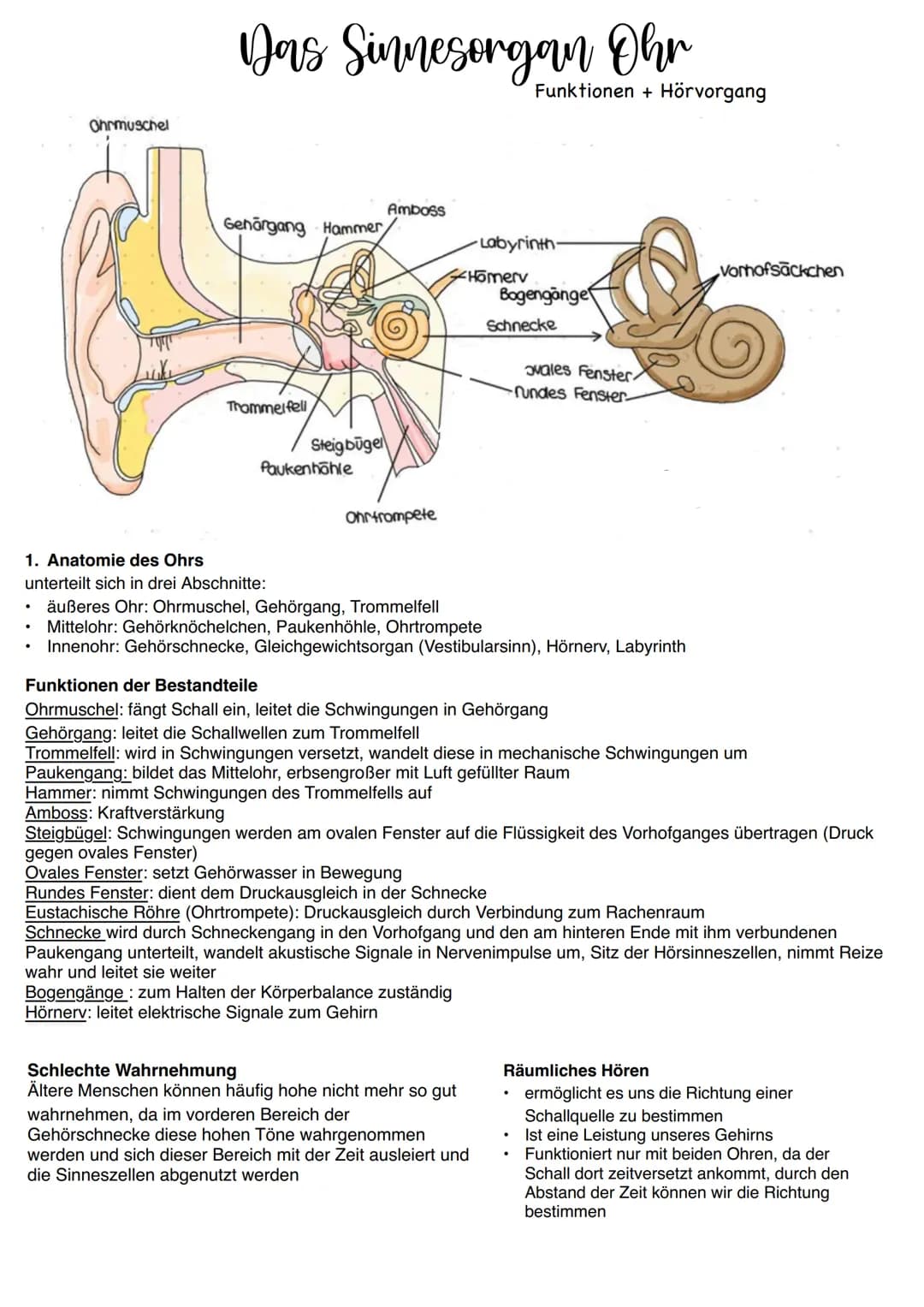 # Das Sinnesorgan Ohr
Funktionen + Hörvorgang
Ohrmuschel
Genörgang Hammer
Labyrinth
Homerv
Bogengänge
Schnecke
ovales Fenster
•fundes