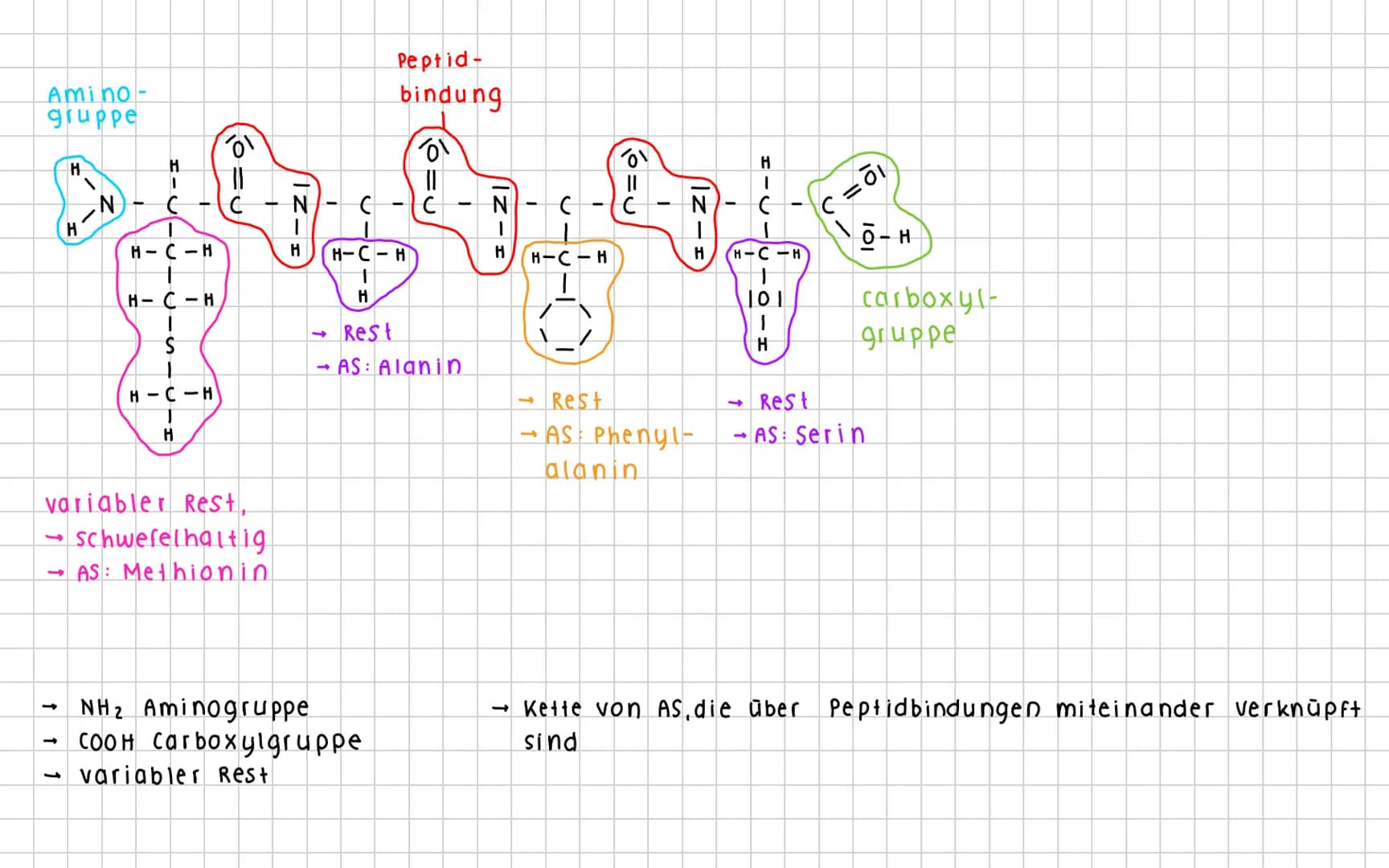 Aminosäuren
Definition: Aminosäuren sind organische verbindungen, die als Bausteine für Proteine dienen. Sie
bestehen aus einer Aminogruppe