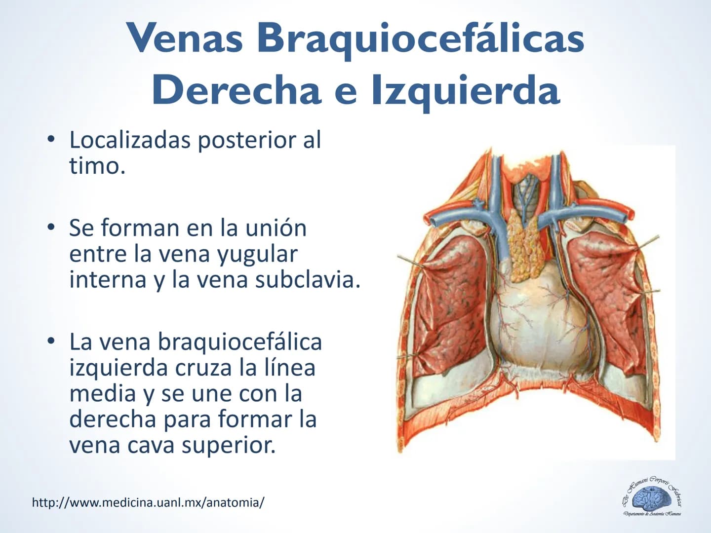 De Humani Corporis Fabri
Departamento de Anatomía Humana
TÓRAX
Mediastino Superior, Posterior y
http://www.medicina.uanl.mx/anatomia/
A