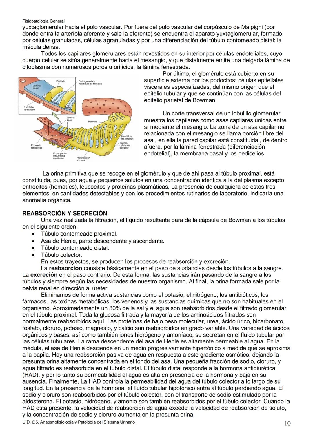 Fisiopatología General
UT. 6_U.D. 6.5. ANATOMOFISIOLOGÍA Y PATOLOGÍA DEL SISTEMA URINARIO.
Índice
1. Introducción.
2. Anatomía del sistema