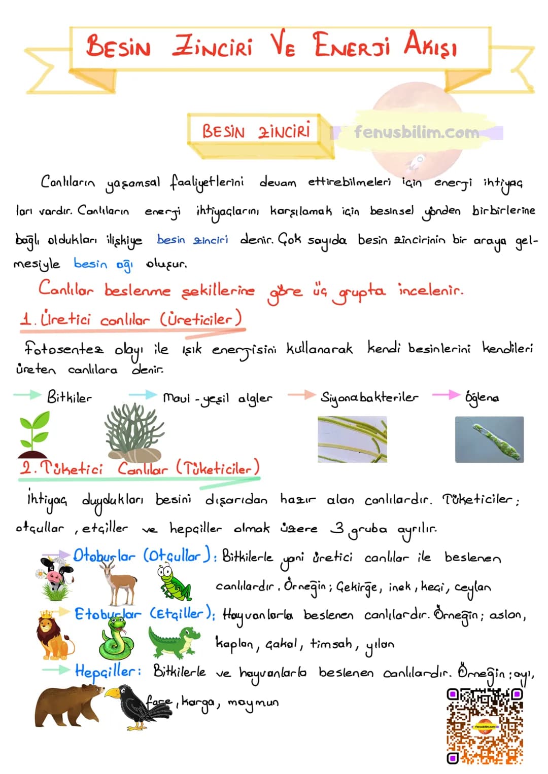 # BESİN ZİNCİRİ VE ENERJİ AKIŞI
BESİN ZİNCİRİ
fenusbilim.com
Canlıların yaşamsal faaliyetlerini devam ettirebilmeleri için enerji ihtiyaç