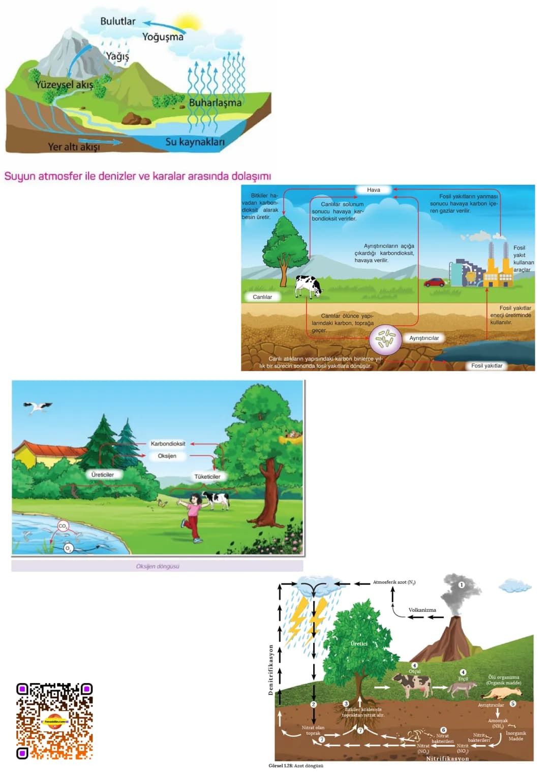 # BESİN ZİNCİRİ VE ENERJİ AKIŞI
BESİN ZİNCİRİ
fenusbilim.com
Canlıların yaşamsal faaliyetlerini devam ettirebilmeleri için enerji ihtiyaç