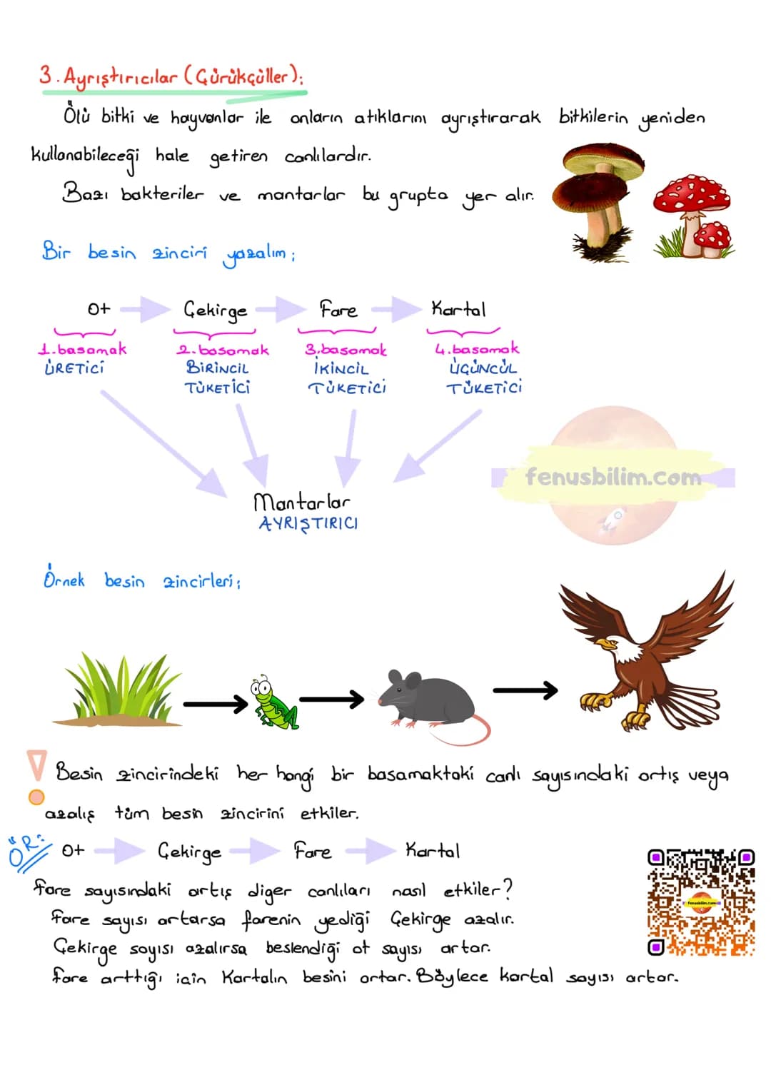 # BESİN ZİNCİRİ VE ENERJİ AKIŞI
BESİN ZİNCİRİ
fenusbilim.com
Canlıların yaşamsal faaliyetlerini devam ettirebilmeleri için enerji ihtiyaç