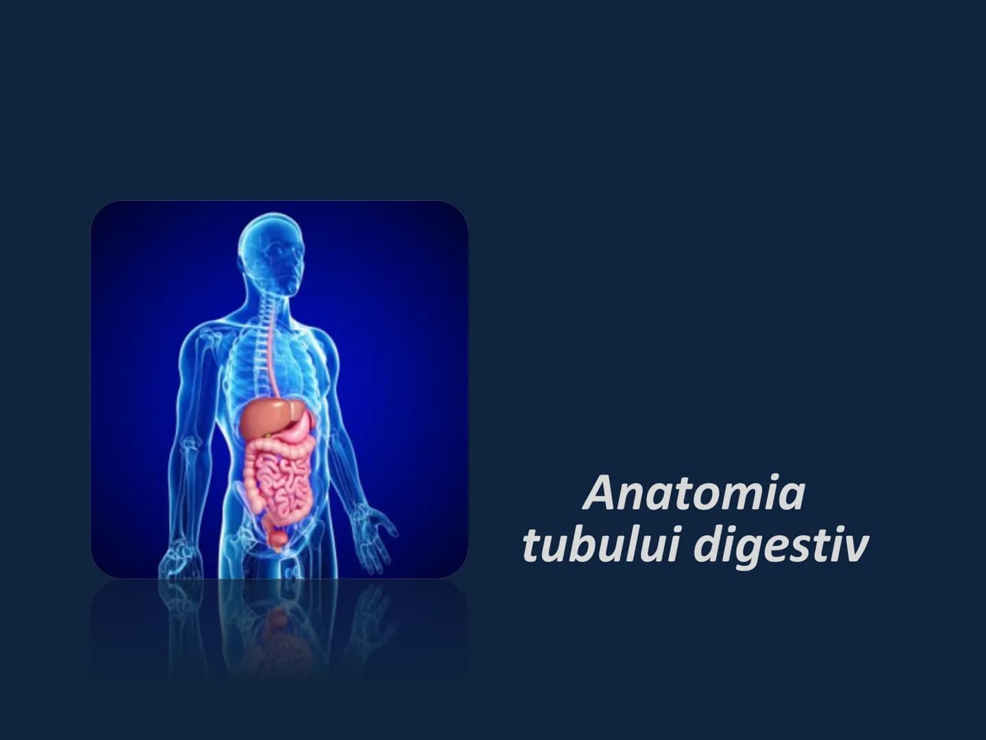 DIGESTIA ŞI ABSORBŢIA Generalități
• Sistemul digestiv = organe la
nivelul căruia se realizează:
☐ digestia alimentelor
☐ transformarea în p