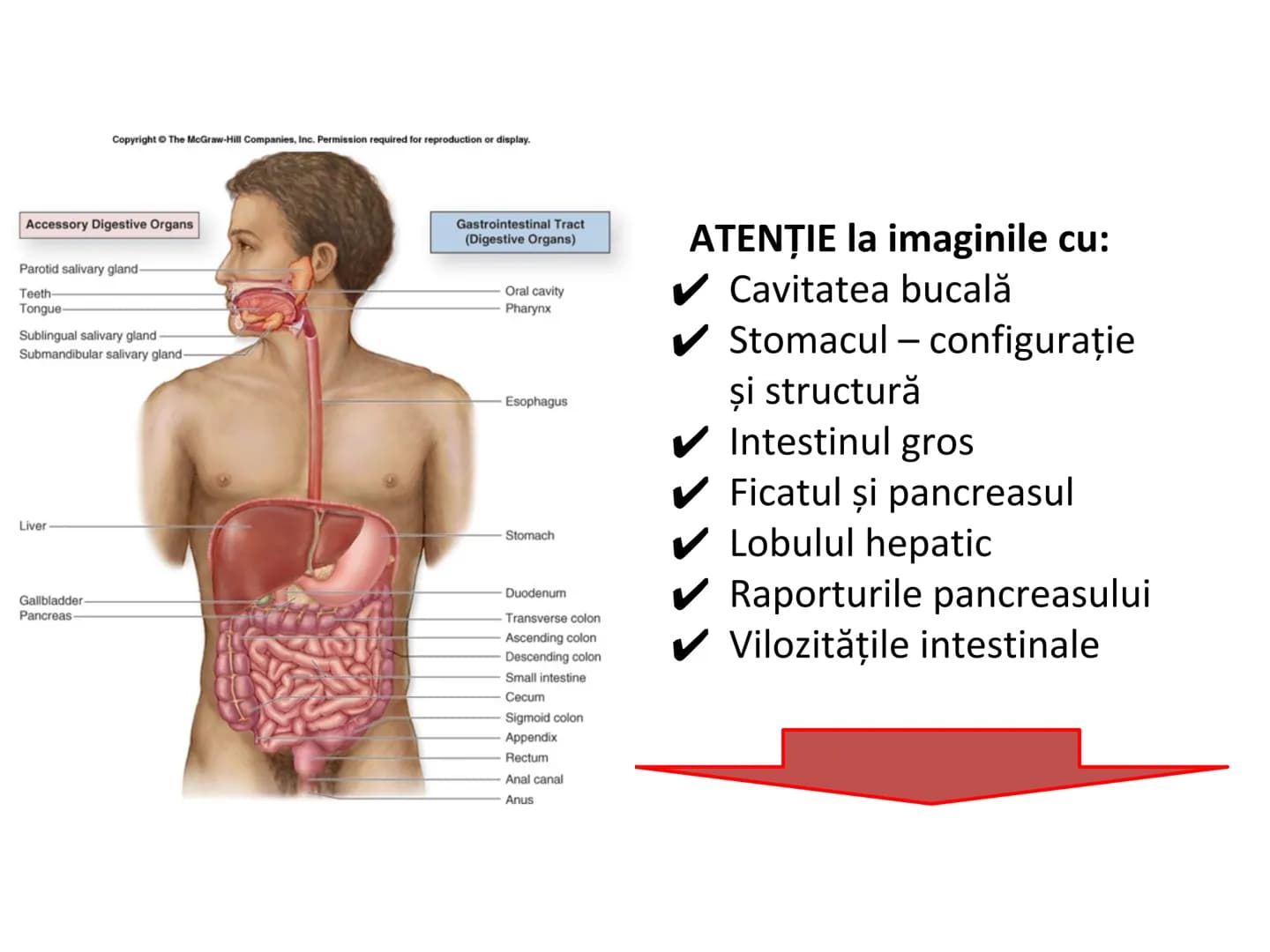 DIGESTIA ŞI ABSORBŢIA Generalități
• Sistemul digestiv = organe la
nivelul căruia se realizează:
☐ digestia alimentelor
☐ transformarea în p