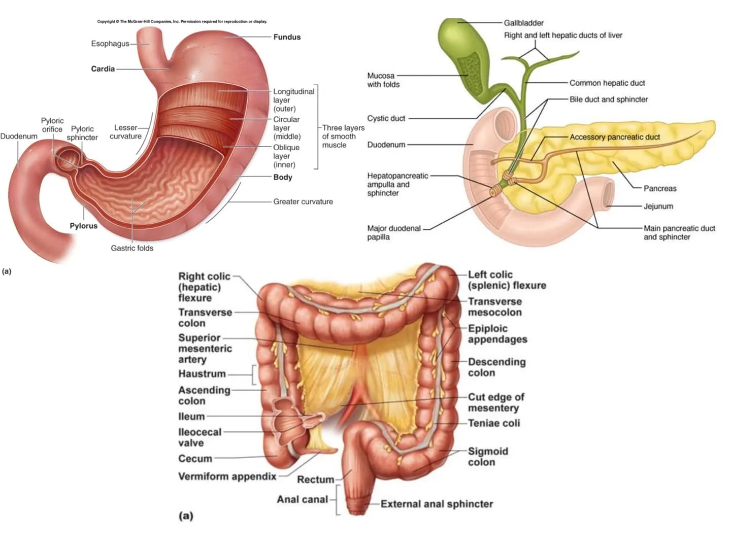 DIGESTIA ŞI ABSORBŢIA Generalități
• Sistemul digestiv = organe la
nivelul căruia se realizează:
☐ digestia alimentelor
☐ transformarea în p