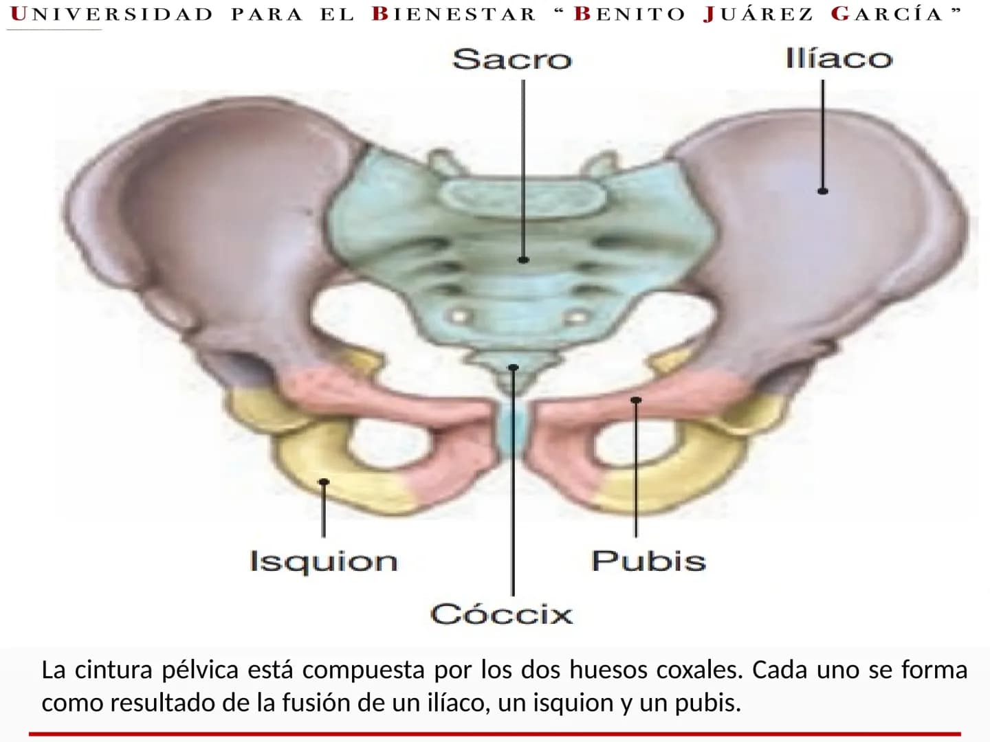 UNIVERSIDAD PARA EL BIENESTAR “BENITO JUÁREZ GARCÍA”
Medicina Integral y
Salud Comunitaria
EDUCACIÓN
SECRETARÍA DE EDUCACIÓN PÚBLICA
Cint