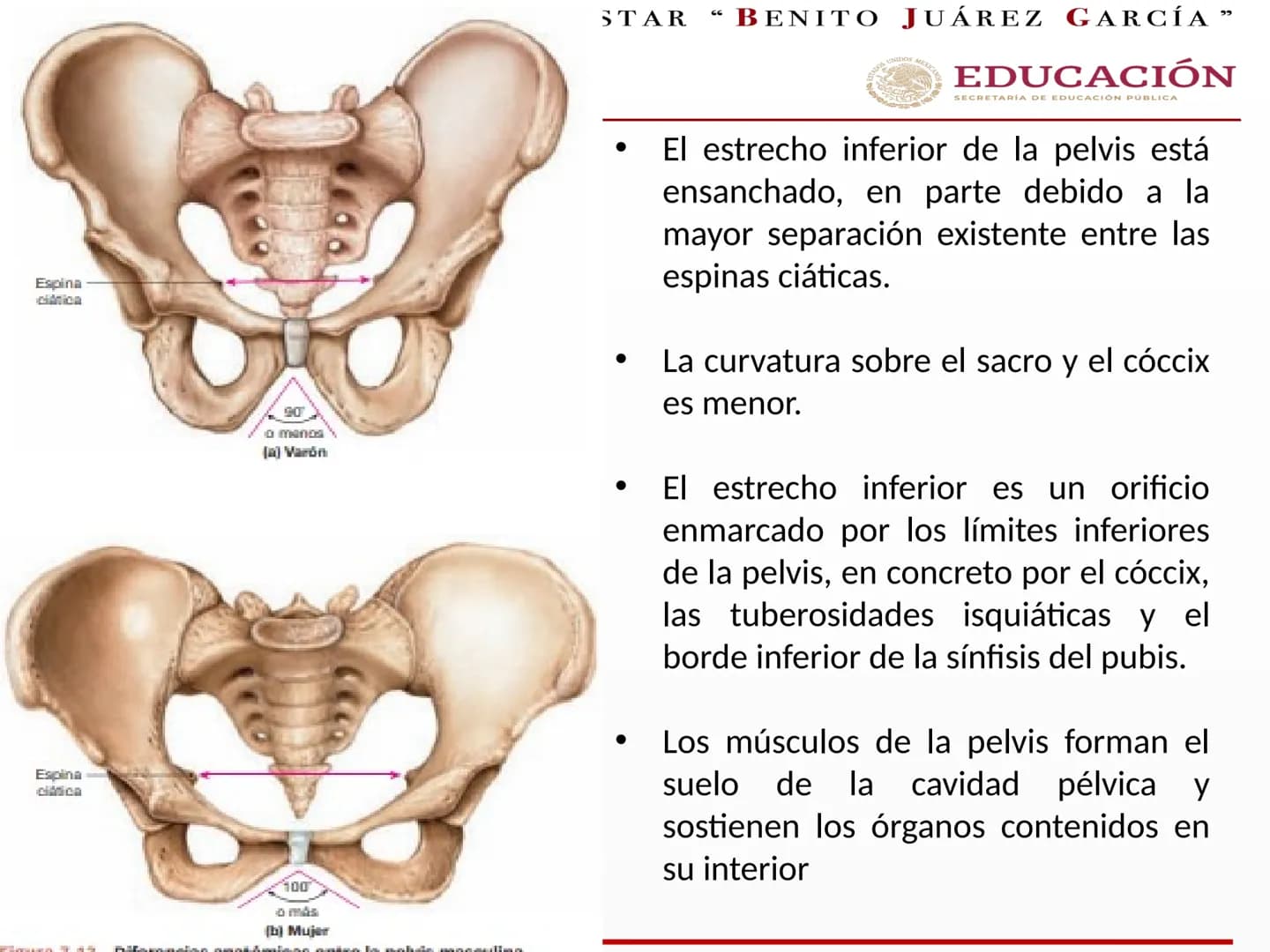 UNIVERSIDAD PARA EL BIENESTAR “BENITO JUÁREZ GARCÍA”
Medicina Integral y
Salud Comunitaria
EDUCACIÓN
SECRETARÍA DE EDUCACIÓN PÚBLICA
Cint