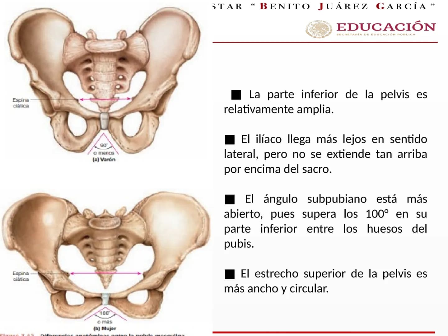 UNIVERSIDAD PARA EL BIENESTAR “BENITO JUÁREZ GARCÍA”
Medicina Integral y
Salud Comunitaria
EDUCACIÓN
SECRETARÍA DE EDUCACIÓN PÚBLICA
Cint