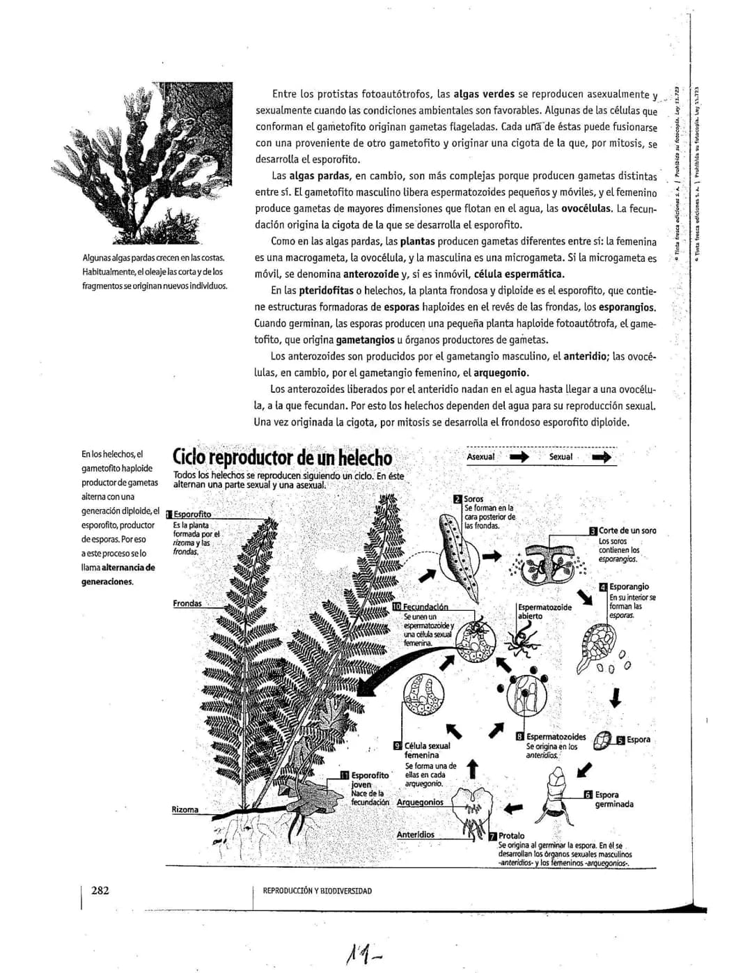 # La reproducción
Los seres vivos pueden originar individuos semejantes. mediante la función
de reproducción. Este proceso, según las carac