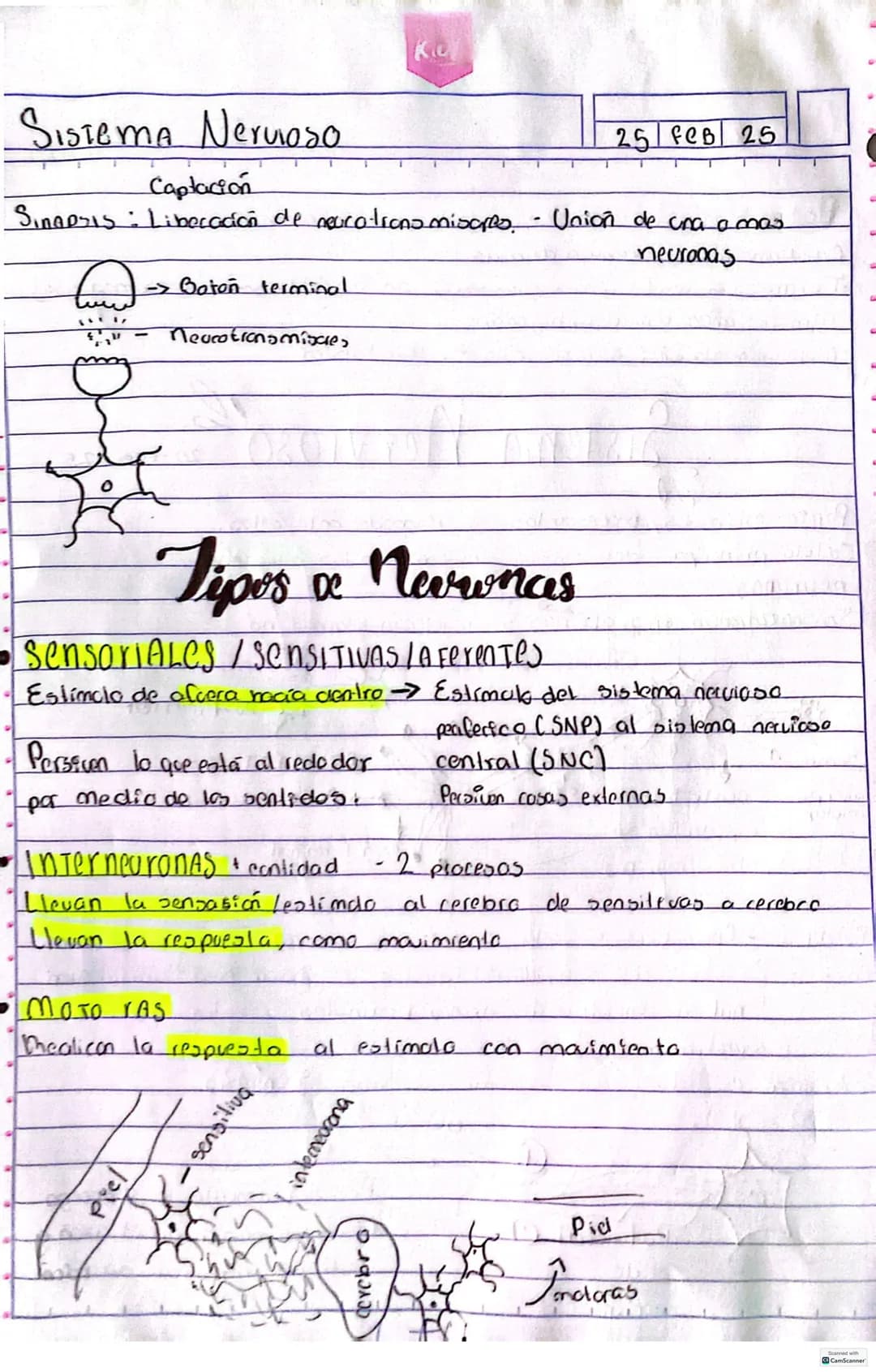 # SISTEMA Nervioso
00
Percibe ealimulos, procesarlos y responder ante ellos.
Celula principal del sistema nervioso son las neuronas
neur