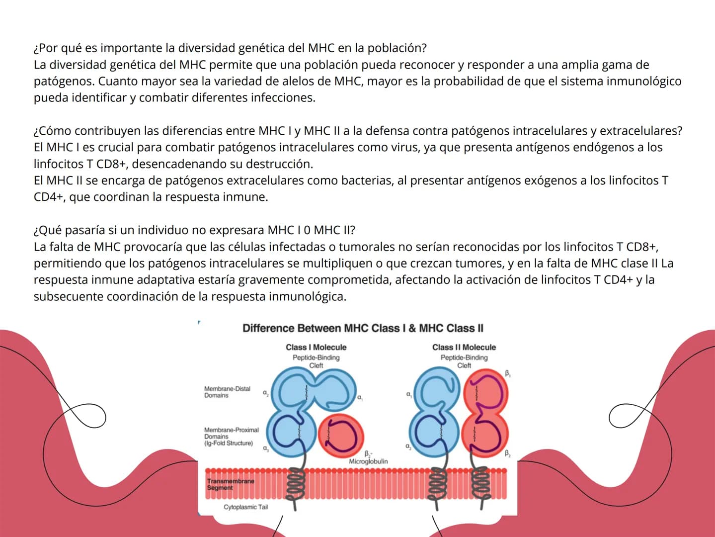 # Complejo Mayor de Histocompatibilidad
| | MHC clase I | MHC clase II |
|---|---|---|
| Estructura molecular | Compuesto por una cadena al