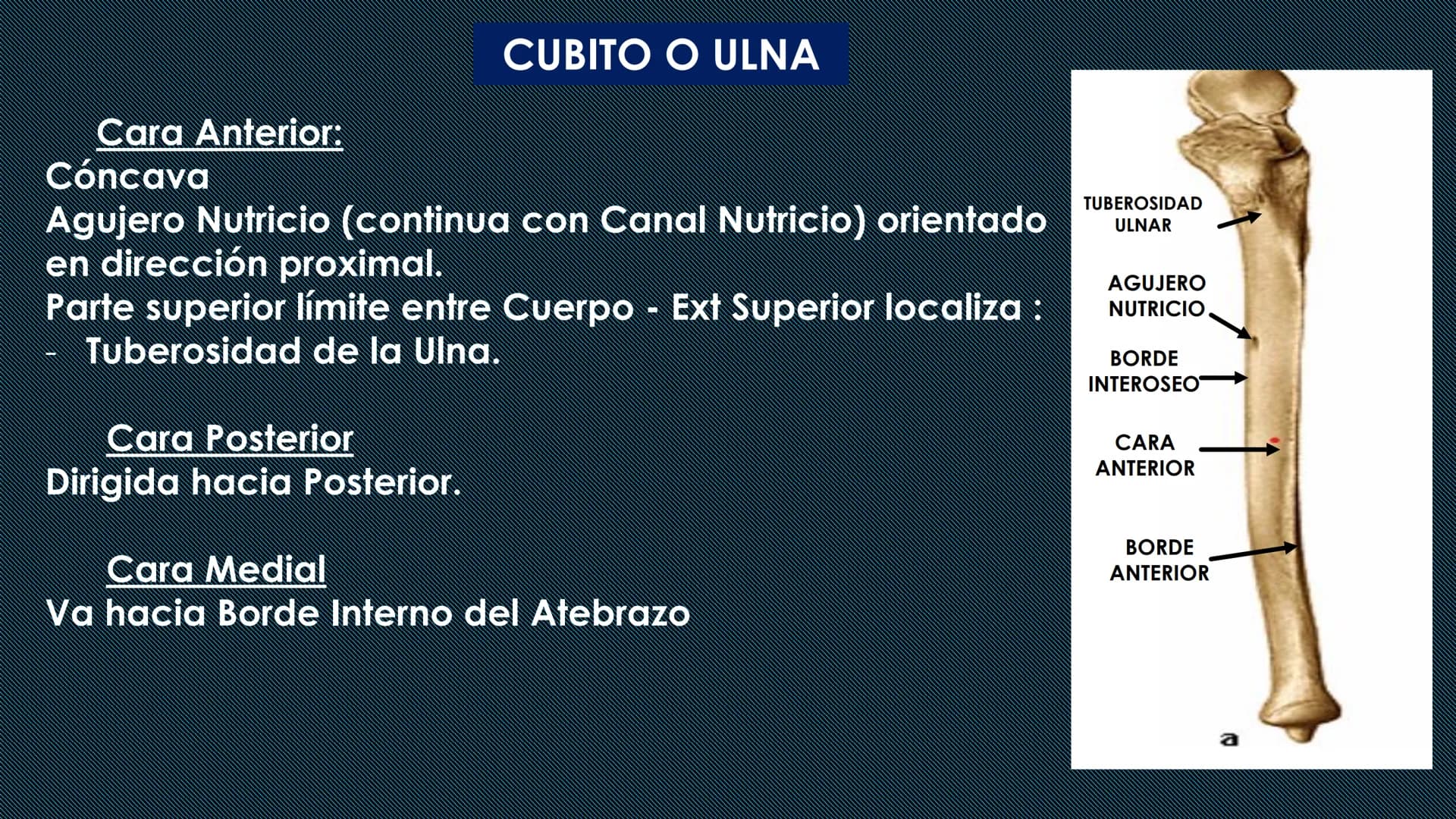 # HUESOS DEL MIEMBRO
SUPERIOR
Dr. Orsini Flores Monterrey
Medico-Cirujano
Ortopedista- Traumatólogo
UCN
Universided Central de Nicaragua