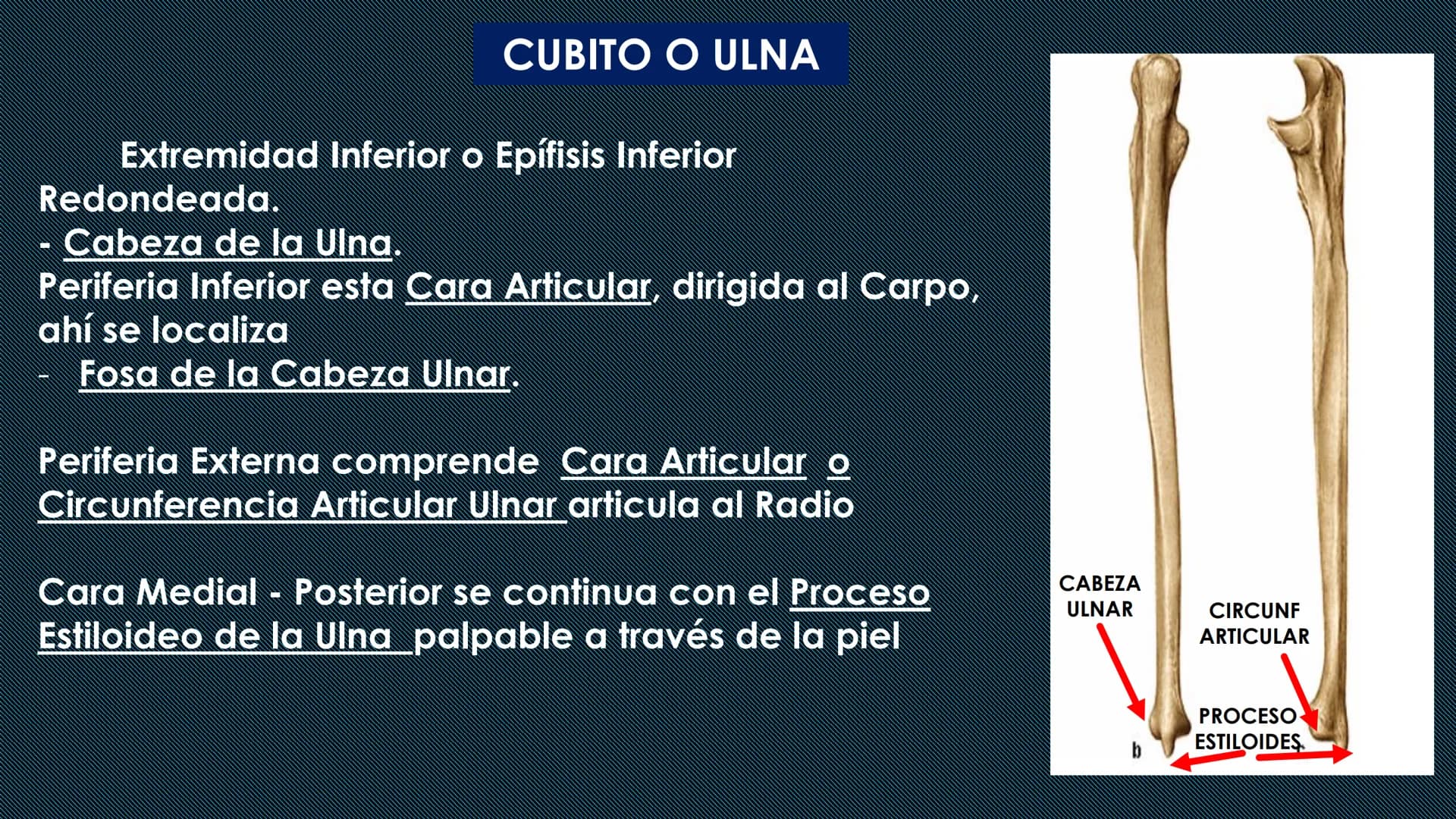 # HUESOS DEL MIEMBRO
SUPERIOR
Dr. Orsini Flores Monterrey
Medico-Cirujano
Ortopedista- Traumatólogo
UCN
Universided Central de Nicaragua