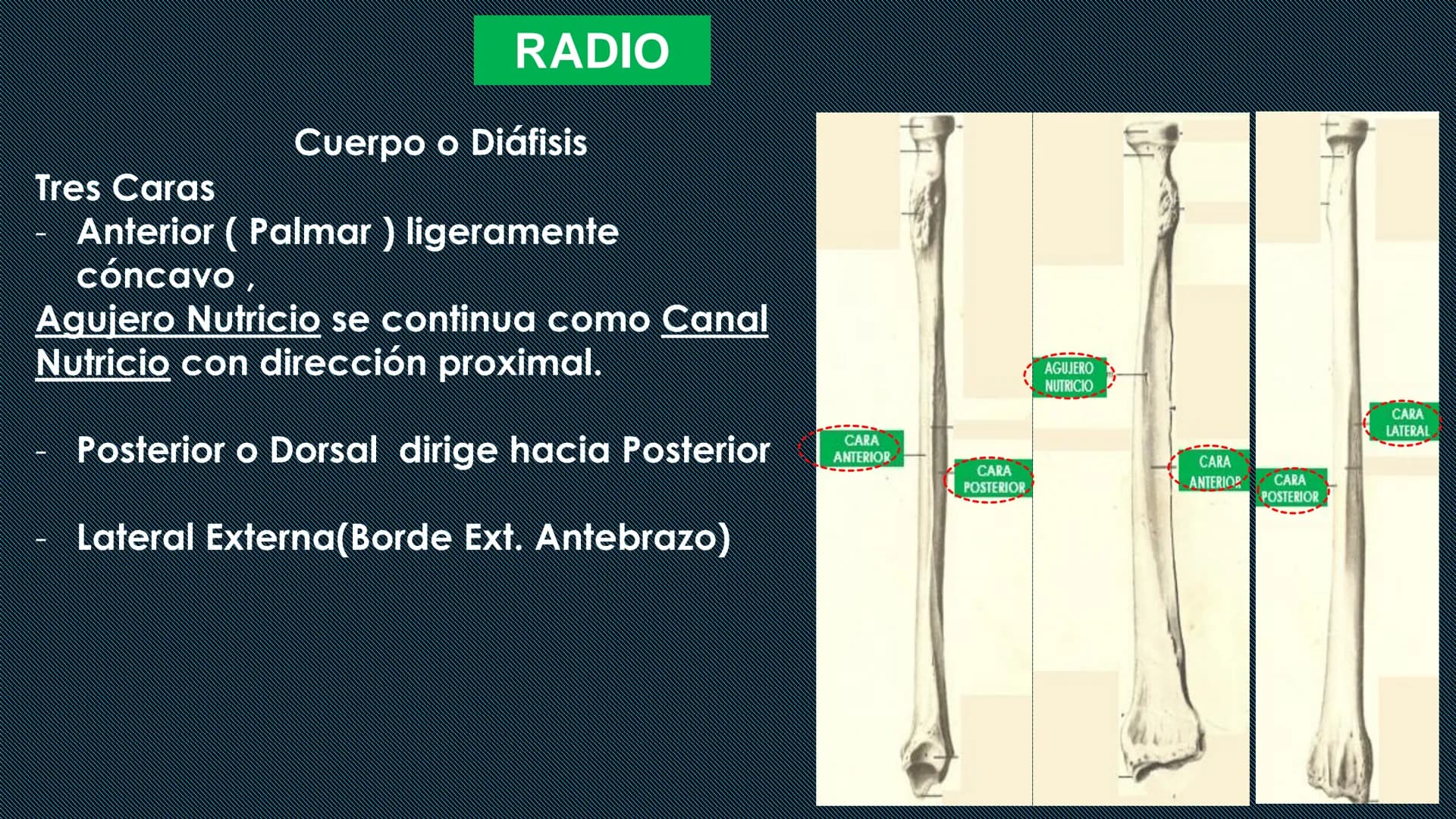 # HUESOS DEL MIEMBRO
SUPERIOR
Dr. Orsini Flores Monterrey
Medico-Cirujano
Ortopedista- Traumatólogo
UCN
Universided Central de Nicaragua