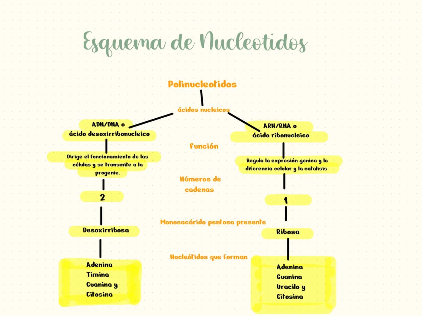 proteínas
La función principal de las proteínas es brindar soporte y estructura a las
células
Fórmula general de un aminoácido
Aminoácidos-M