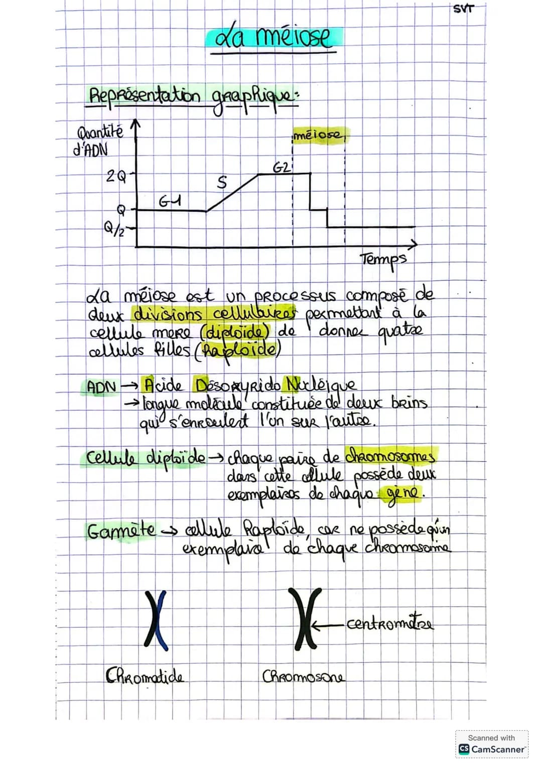 SVT
# La méiose
## Représentation graphique:
Quantité ↑
d'ADN
méiose
G2
2Q
S
G1
Q
Q/2
Temps
La méiose est un processus composé de
deux