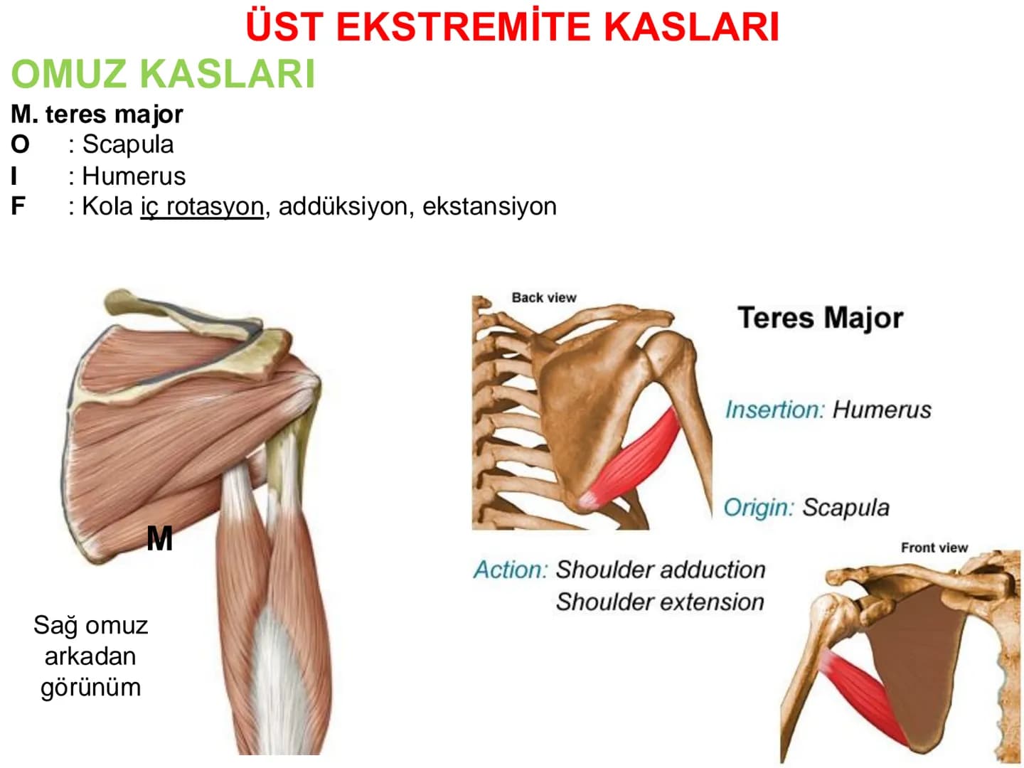 # Kas Sistemi
## Üst Ekstremite Kasları
Öğr. Gör. Ayşegül Ayran İÇERİK
Üst ekstremite kaslarının:
İsimleri
Konumları
Kemiklere tutunma y