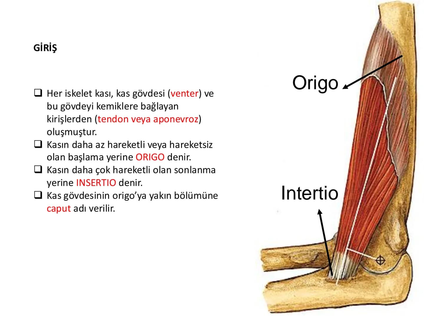 # Kas Sistemi
## Üst Ekstremite Kasları
Öğr. Gör. Ayşegül Ayran İÇERİK
Üst ekstremite kaslarının:
İsimleri
Konumları
Kemiklere tutunma y