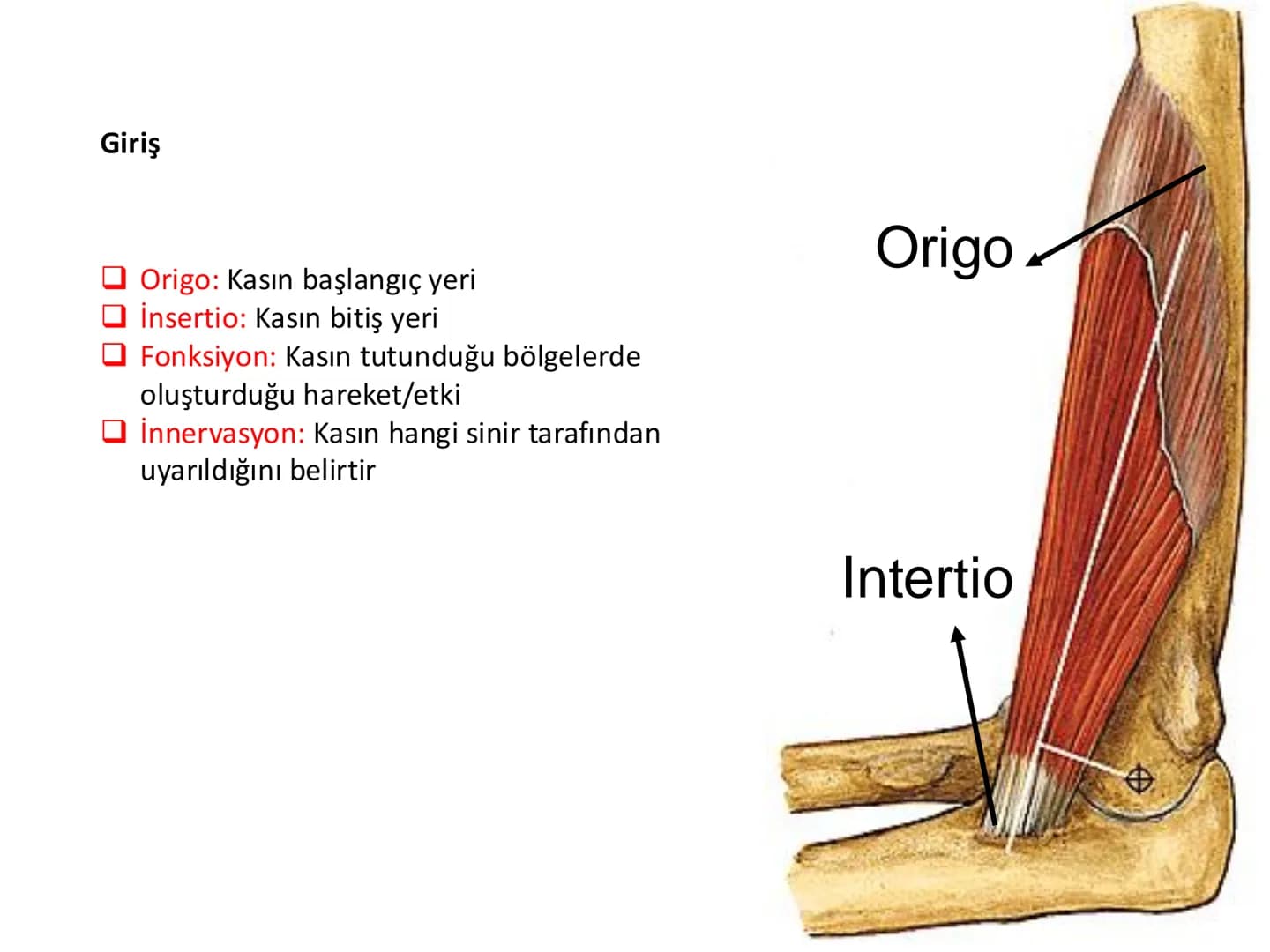 # Kas Sistemi
## Üst Ekstremite Kasları
Öğr. Gör. Ayşegül Ayran İÇERİK
Üst ekstremite kaslarının:
İsimleri
Konumları
Kemiklere tutunma y