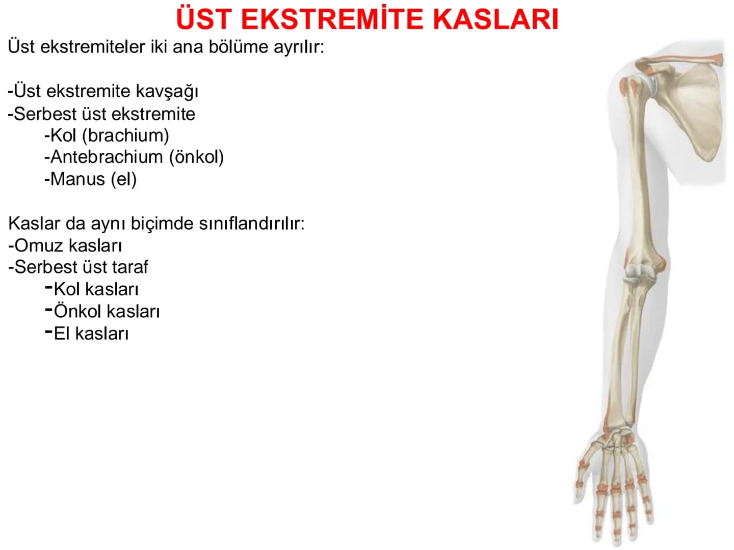 # Kas Sistemi
## Üst Ekstremite Kasları
Öğr. Gör. Ayşegül Ayran İÇERİK
Üst ekstremite kaslarının:
İsimleri
Konumları
Kemiklere tutunma y